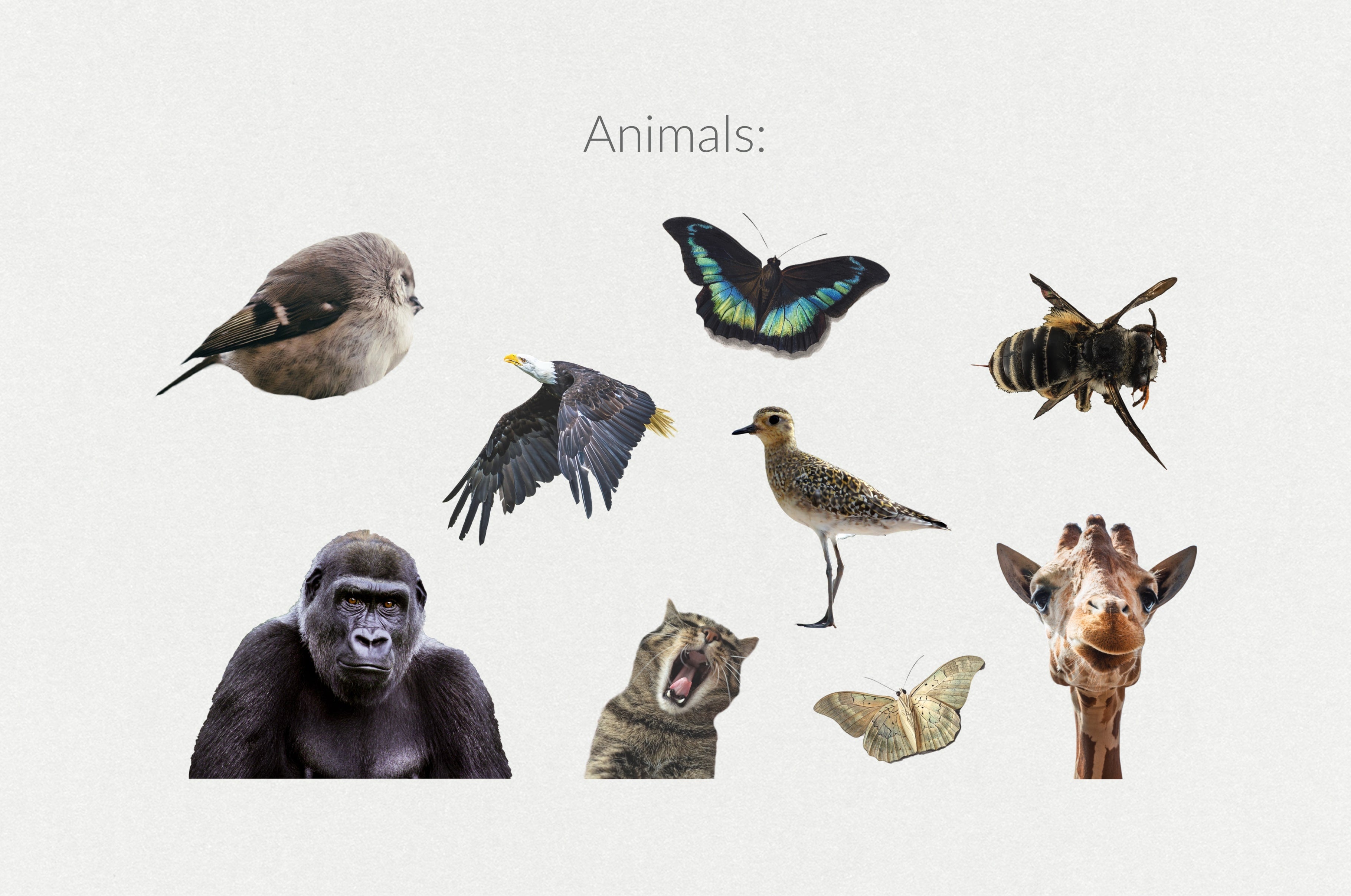 250+ Elements - Collage Creator Pack