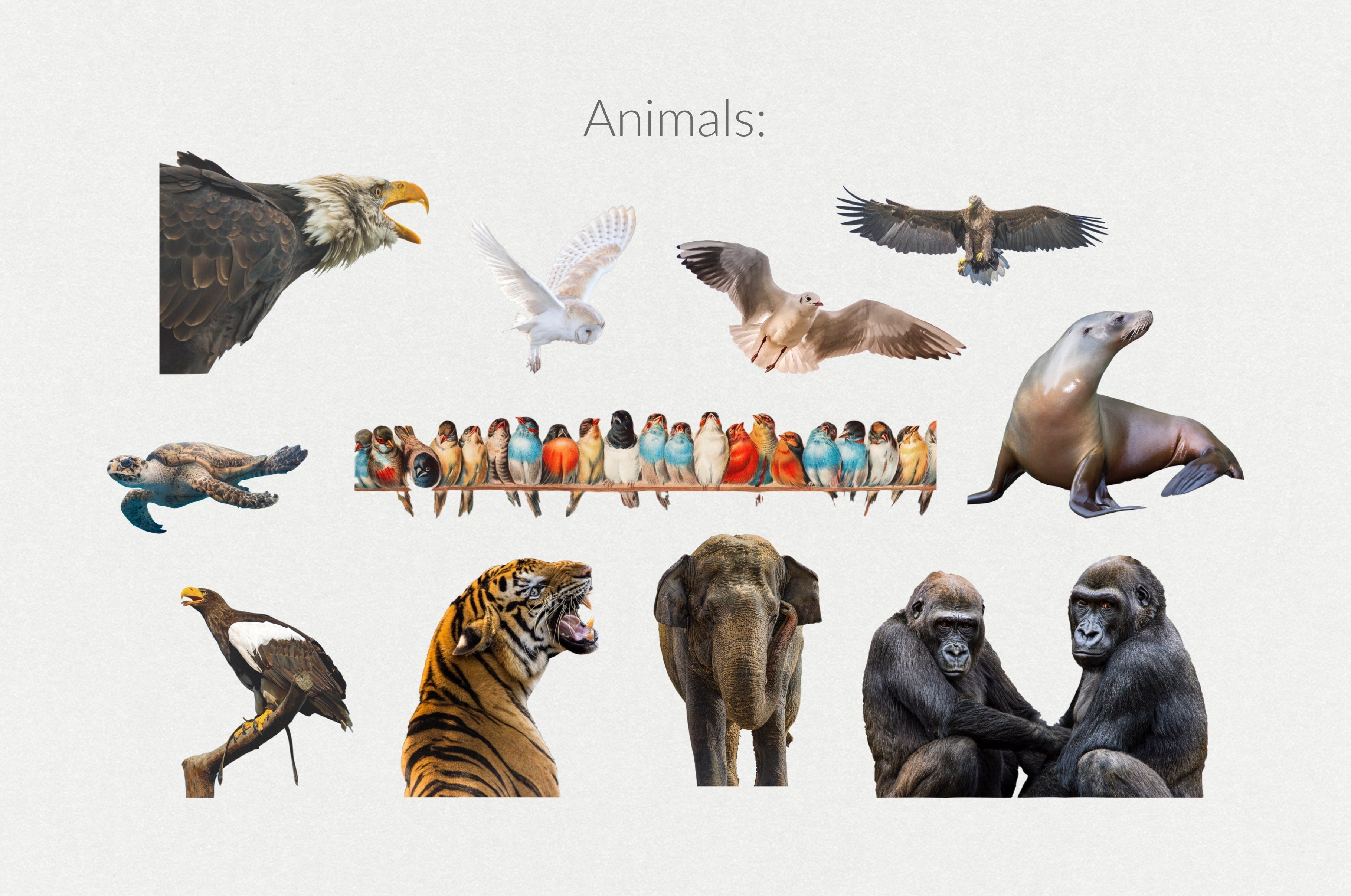 250+ Elements - Collage Creator Pack