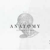 Anatomy Illustrations
