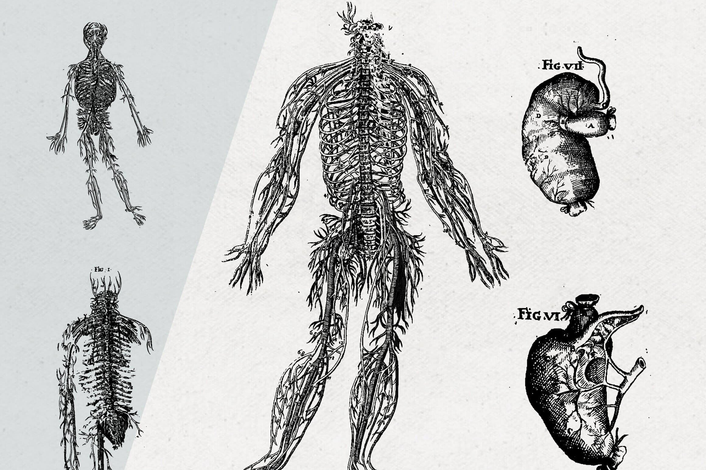 Anatomy Illustrations - Nomad Visuals 2.jpg