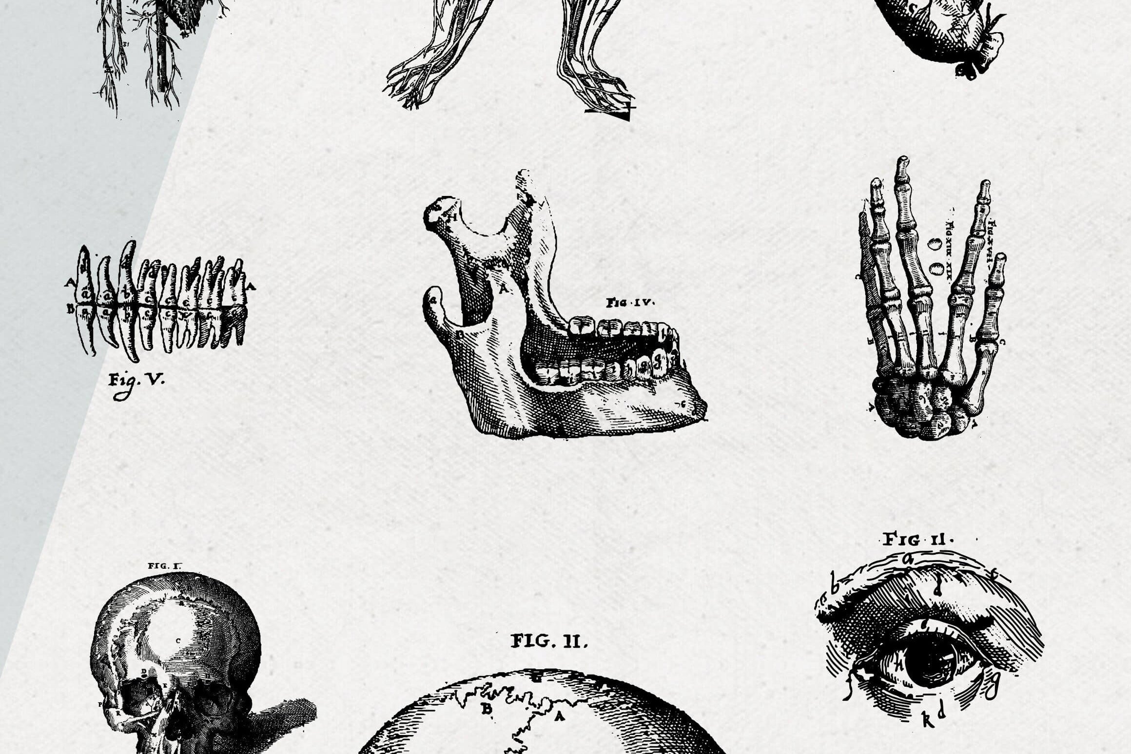 Anatomy Illustrations - Nomad Visuals 3.jpg