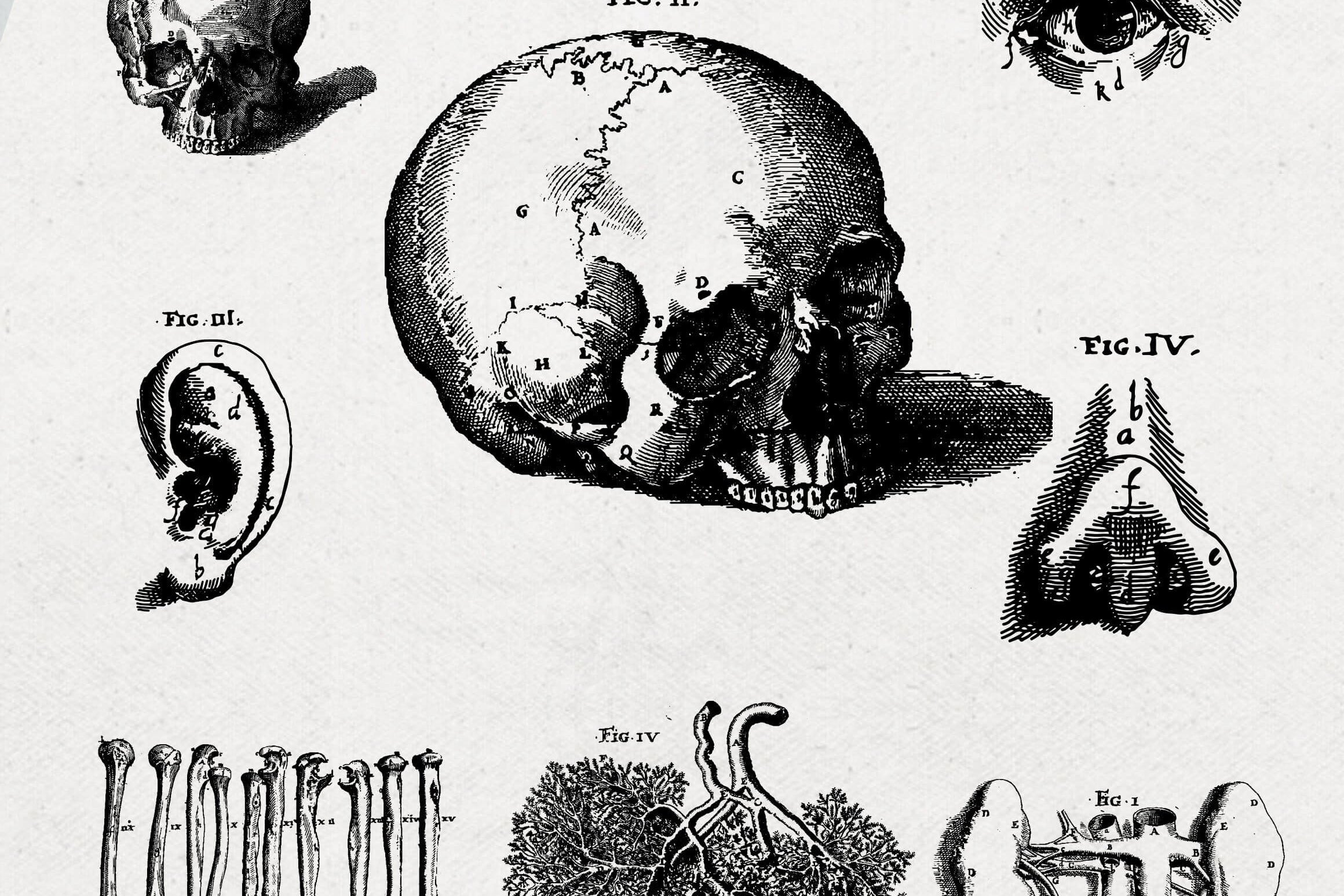 Anatomy Illustrations - Nomad Visuals 4.jpg