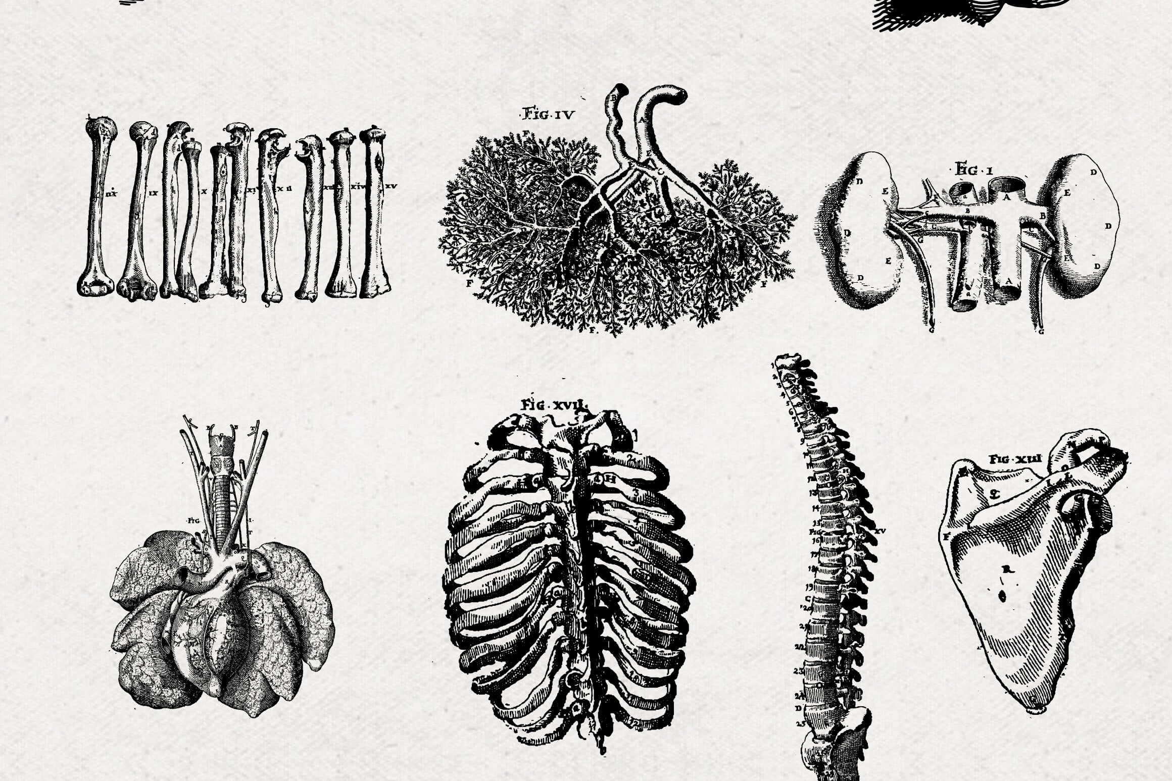 Anatomy Illustrations - Nomad Visuals 5.jpg