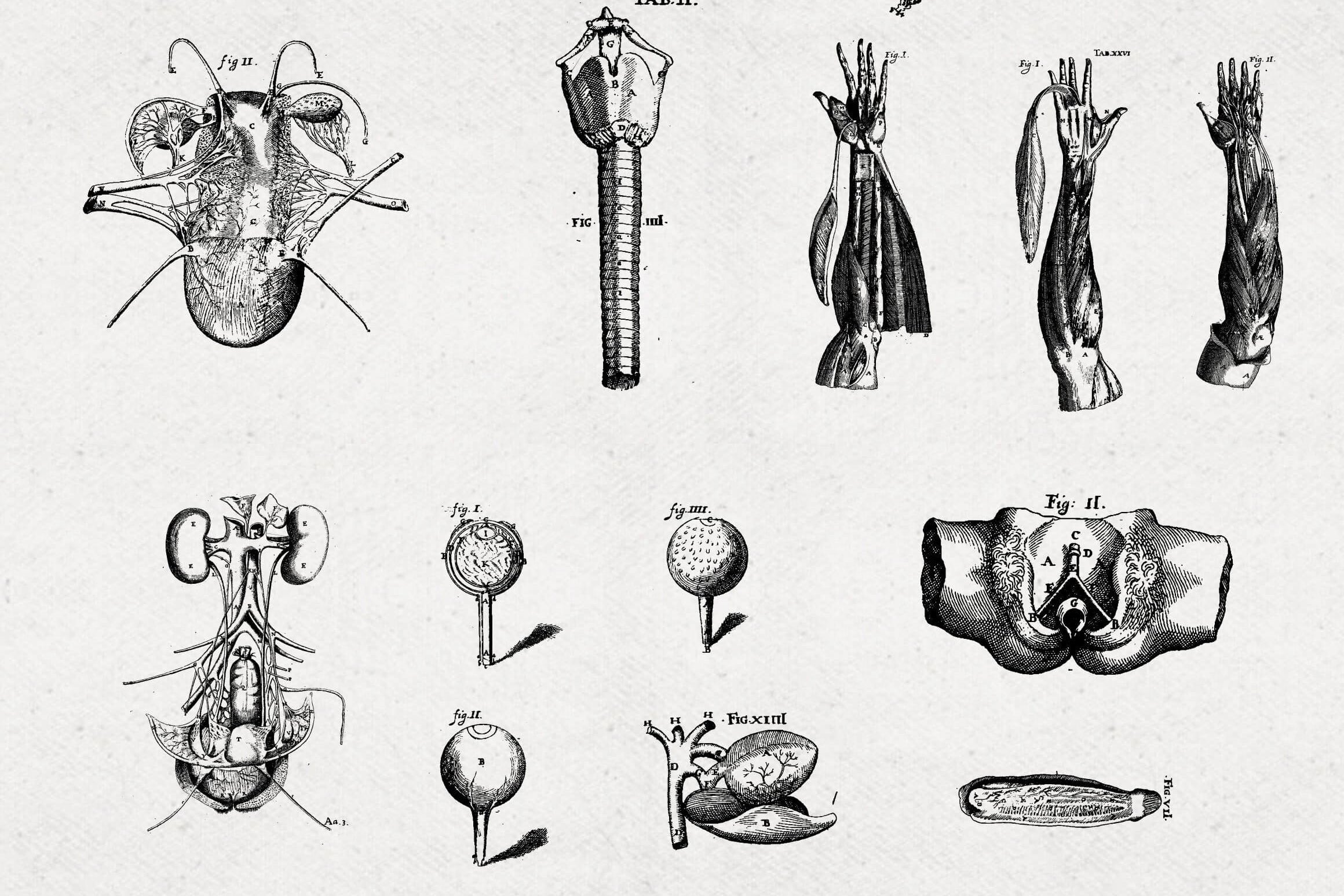 Anatomy Illustrations - Nomad Visuals 6.jpg