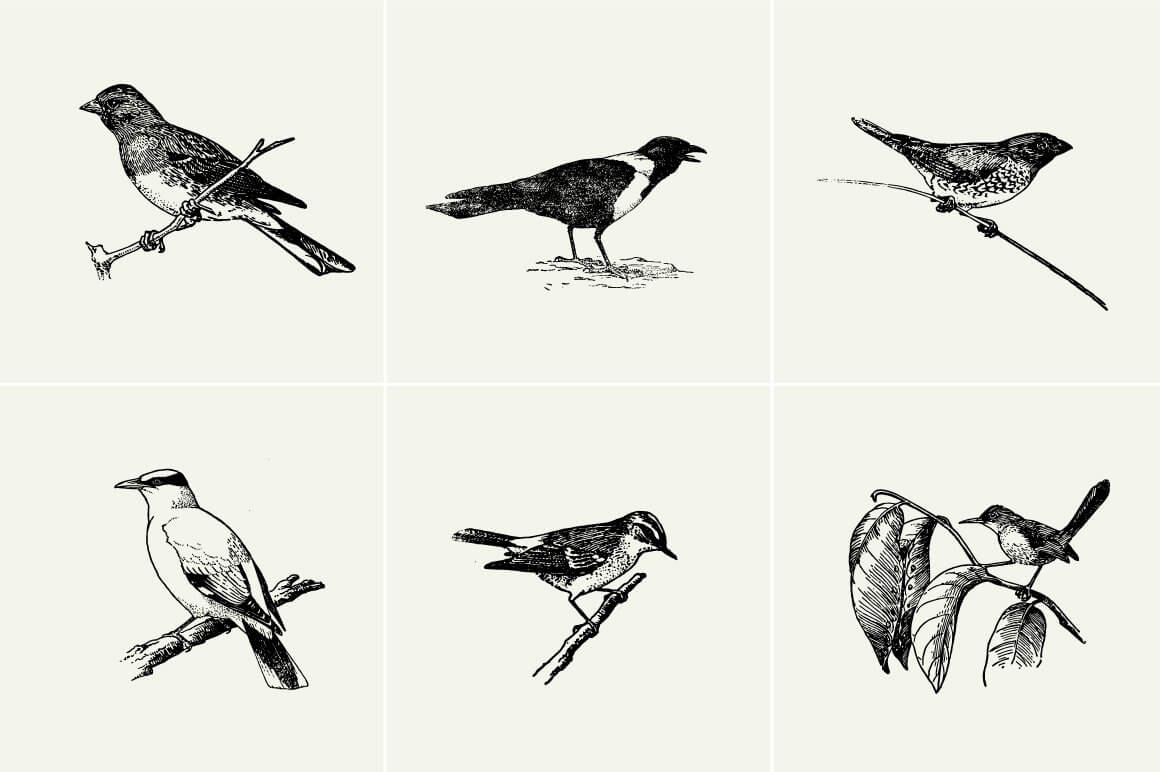Birds Illustrations - Nomad Visuals 1.jpg