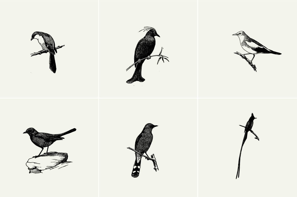 Birds Illustrations - Nomad Visuals 2.jpg