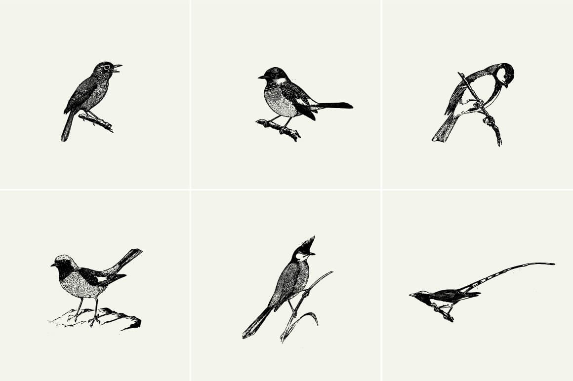 Birds Illustrations - Nomad Visuals 3.jpg