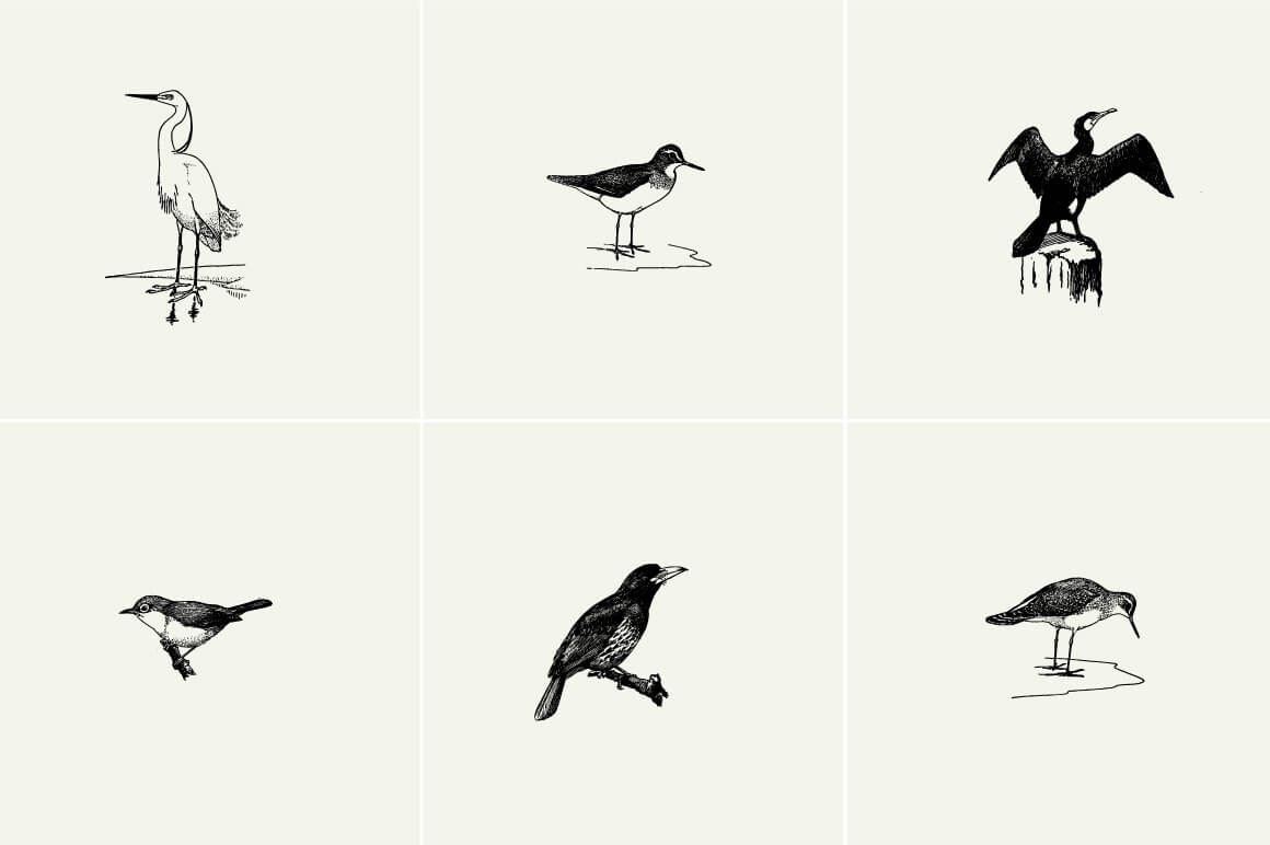 Birds Illustrations - Nomad Visuals 4.jpg