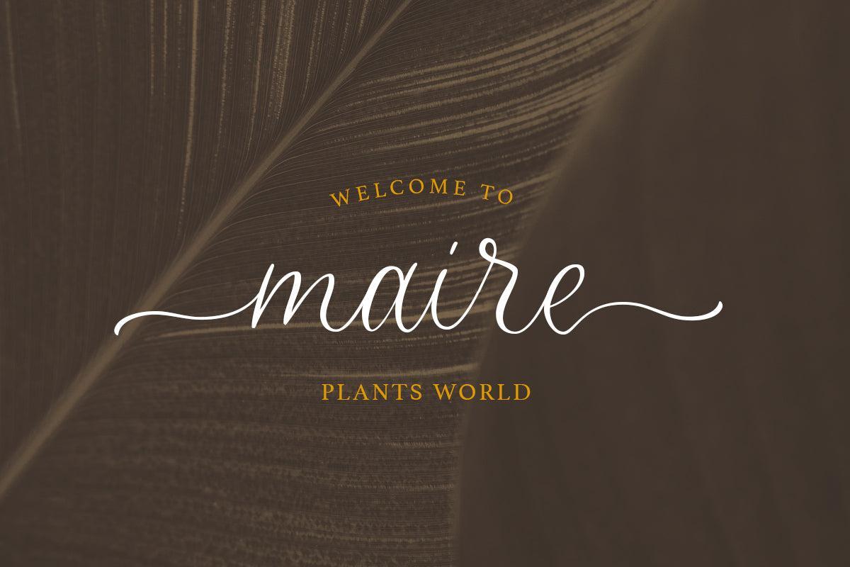 Bitterdine - Natural Calligraphy - Sarid Ezra 2.jpg