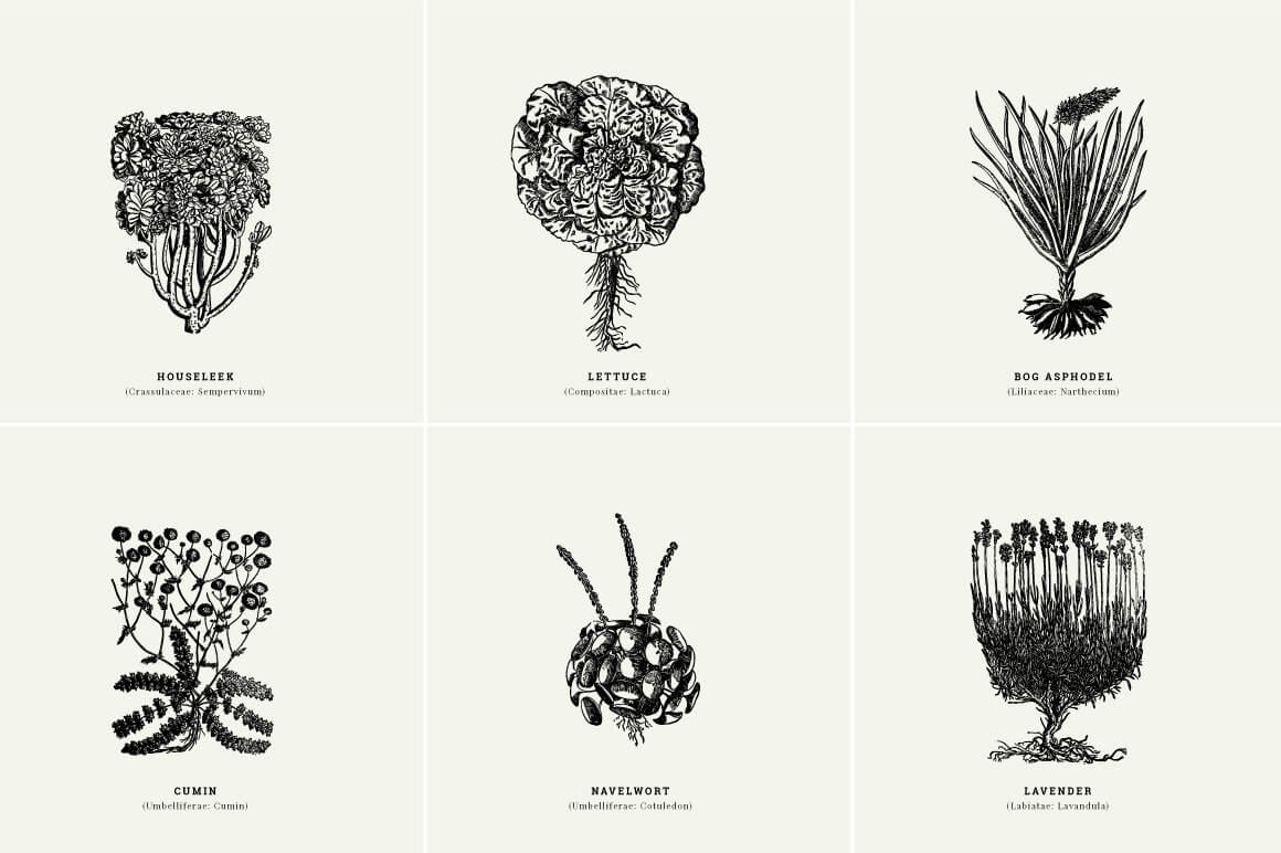 Botanical Illustrations Vol.01 - Nomad Visuals 2.jpg