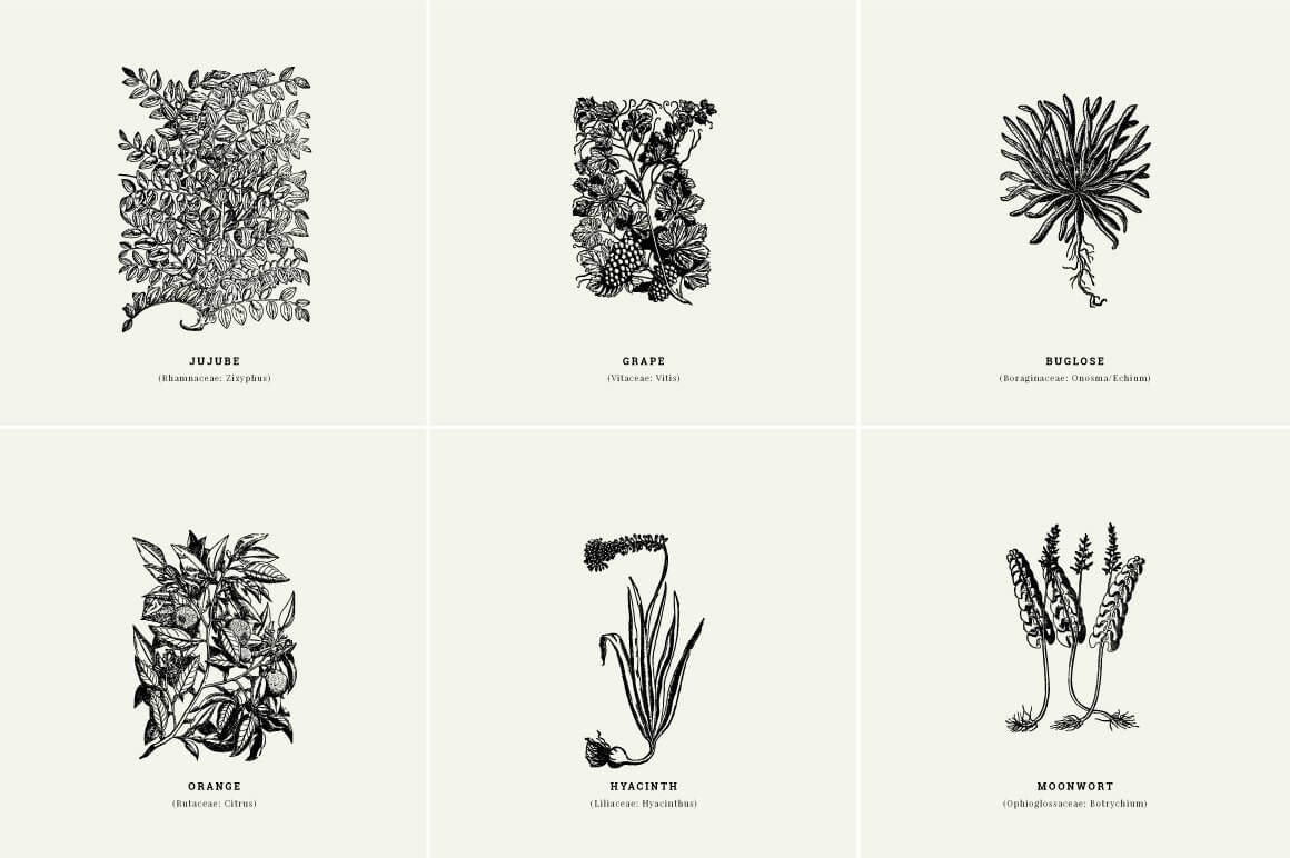 Botanical Illustrations Vol.01 - Nomad Visuals 3.jpg