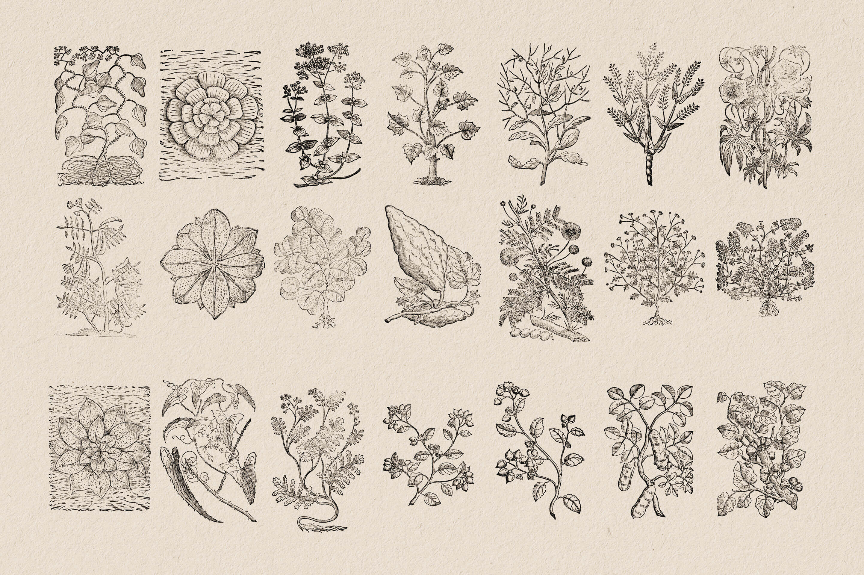 Botanical Illustrations Vol.03 - Nomad Visuals 2.jpg
