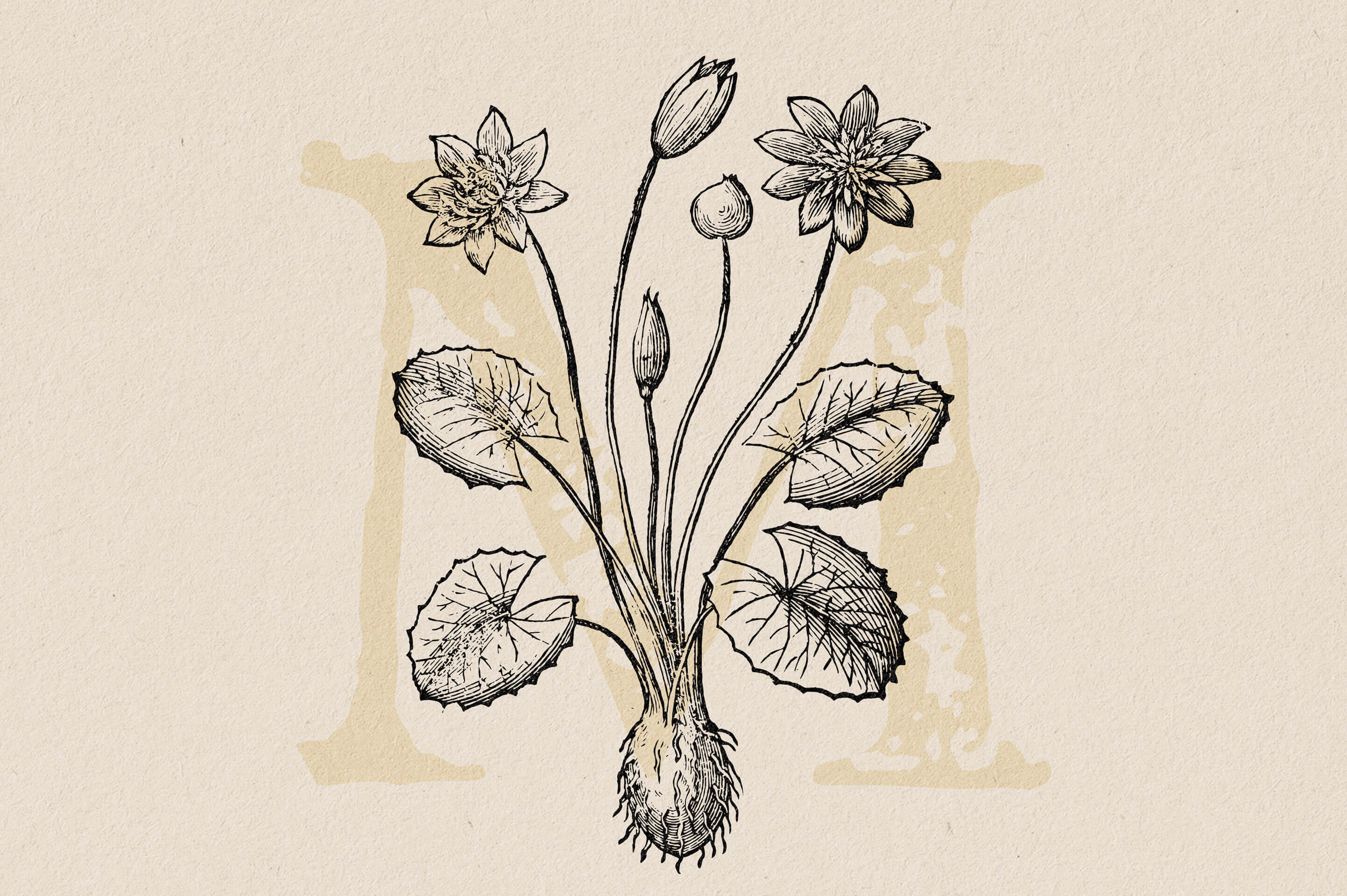 Botanical Illustrations Vol.03 - Nomad Visuals 3.jpg