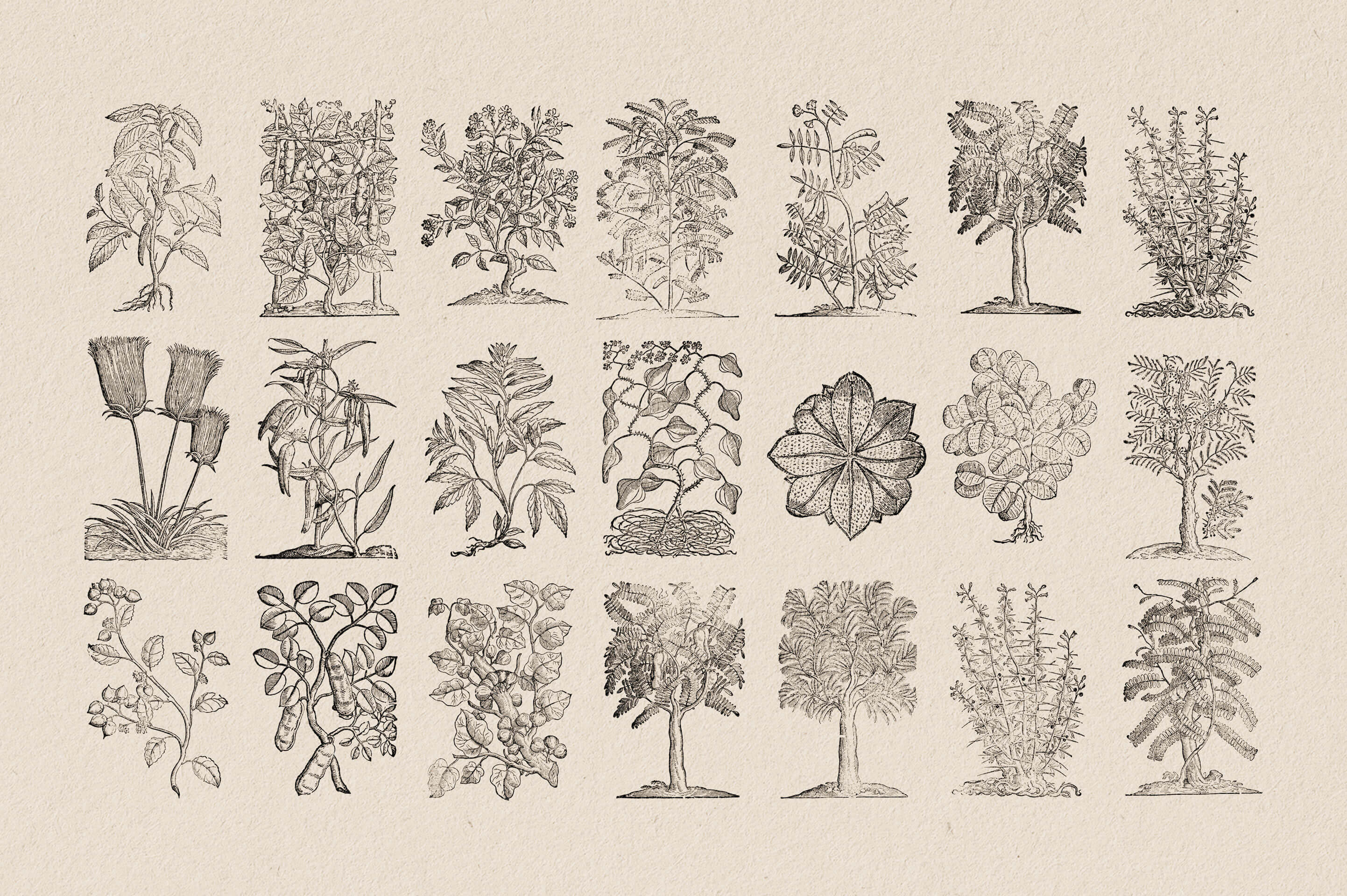 Botanical Illustrations Vol.03 - Nomad Visuals 4.jpg