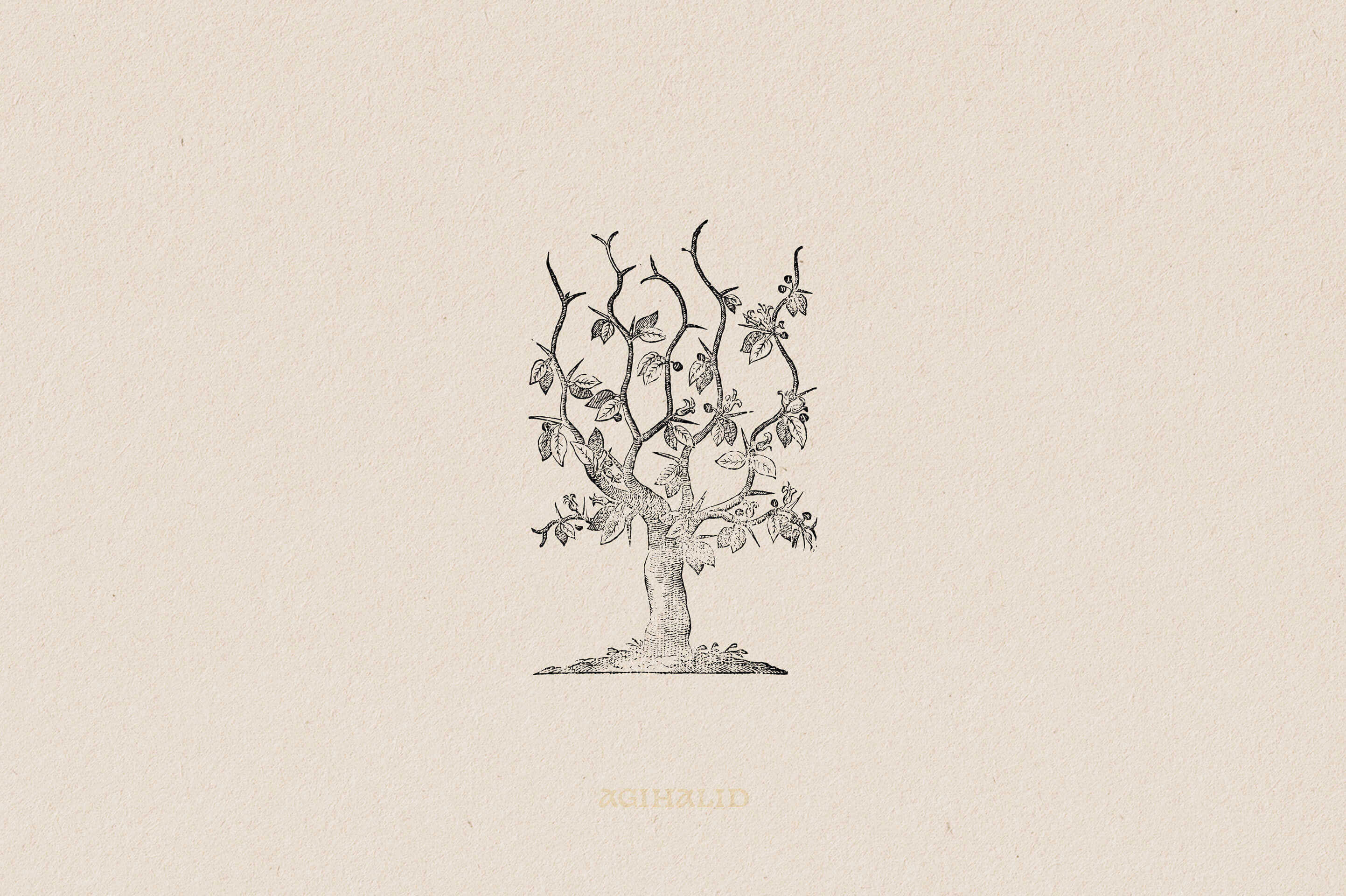 Botanical Illustrations Vol.03 - Nomad Visuals 5.jpg