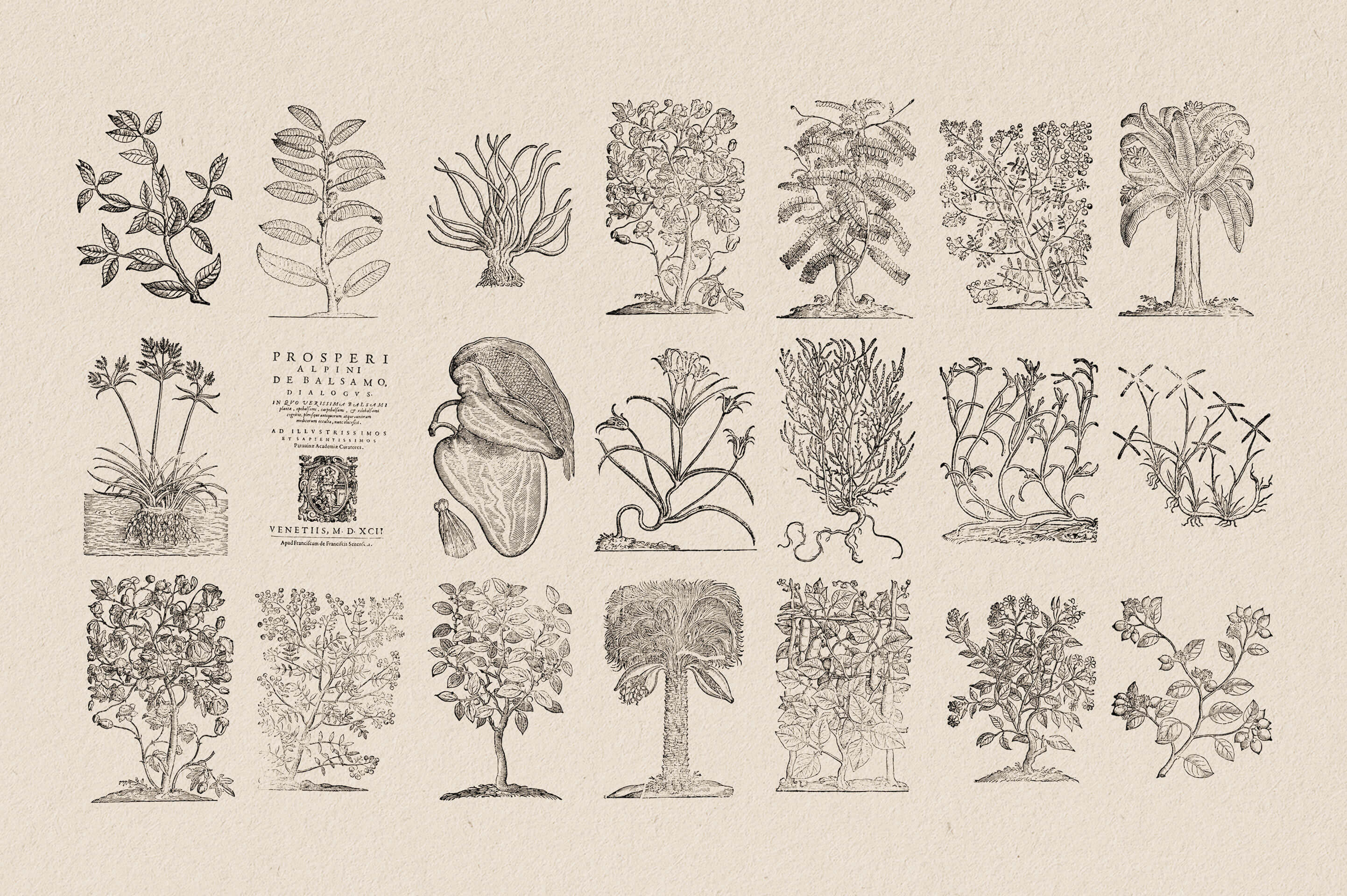 Botanical Illustrations Vol.03 - Nomad Visuals 5.jpg