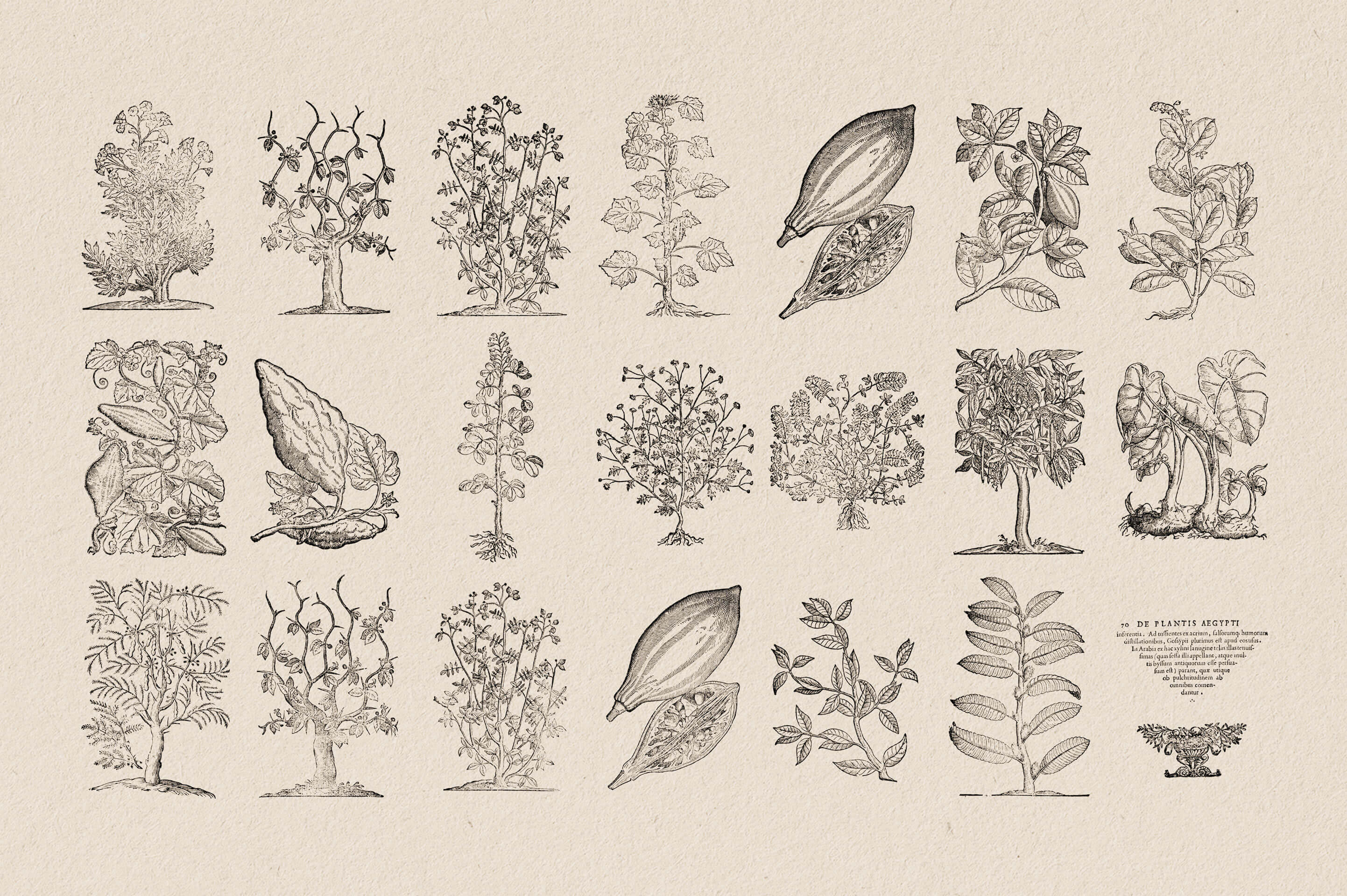 Botanical Illustrations Vol.03 - Nomad Visuals 6.jpg