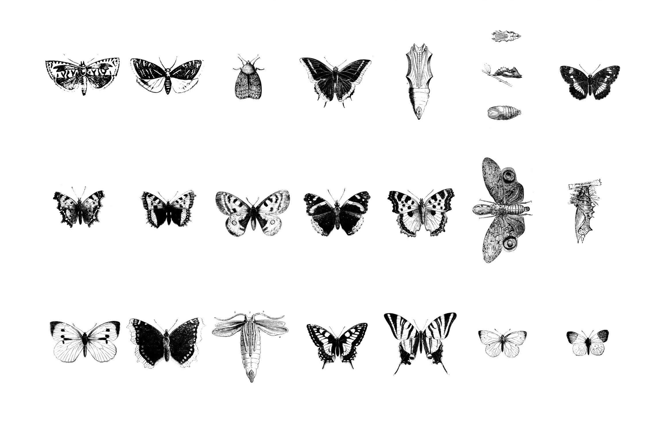 Butterflies Illustrations - Nomad Visuals 2.jpg