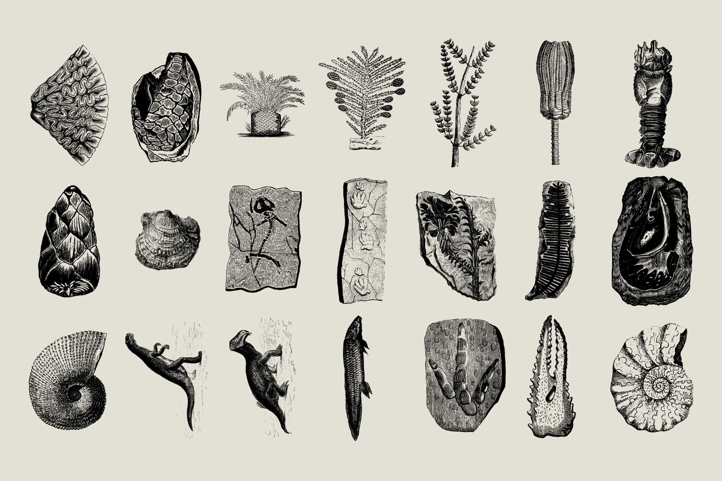 Dinosaurs and Fossils - Nomad Visuals 1.jpg