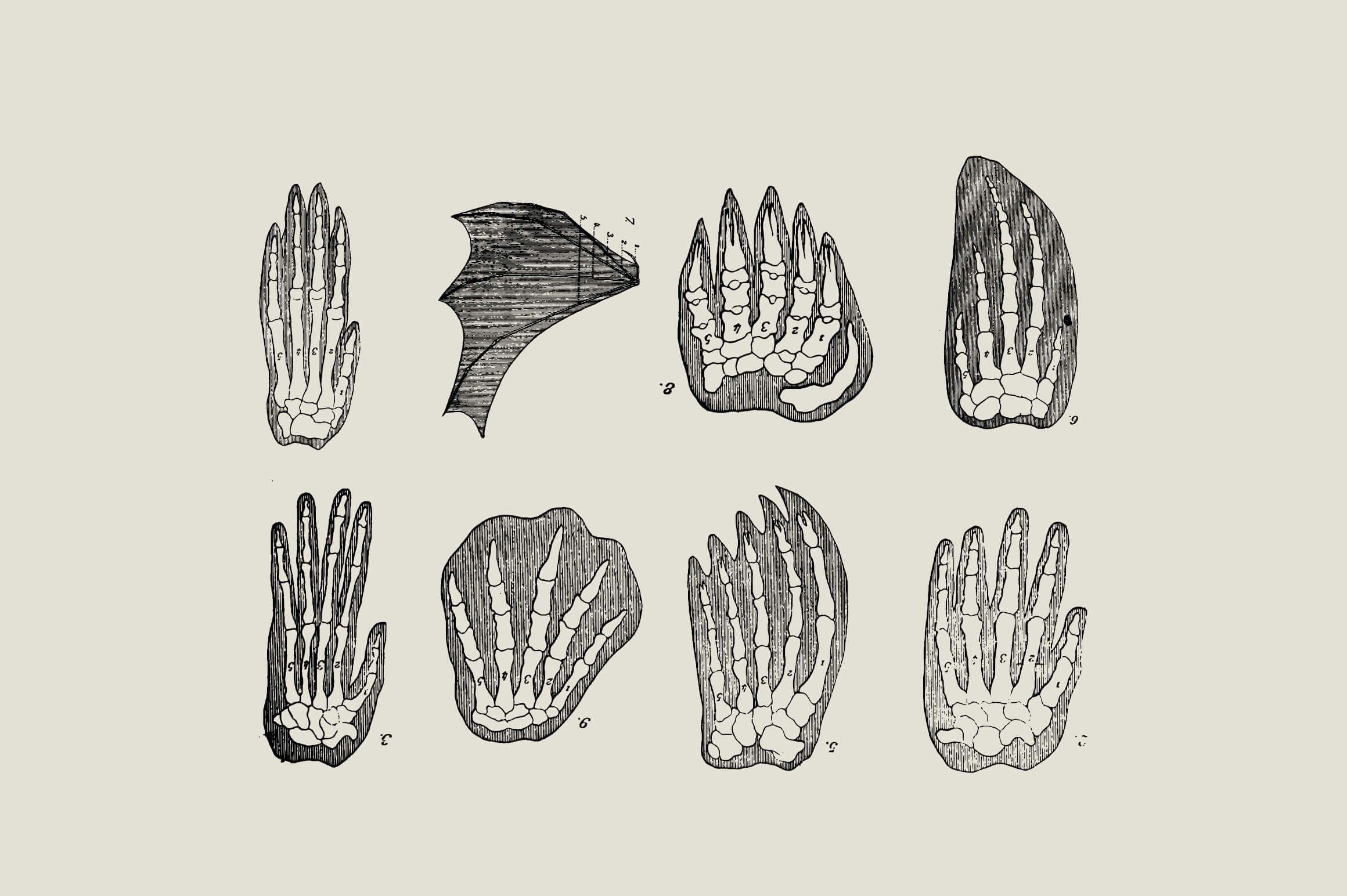 Dinosaurs and Fossils - Nomad Visuals 1.jpg