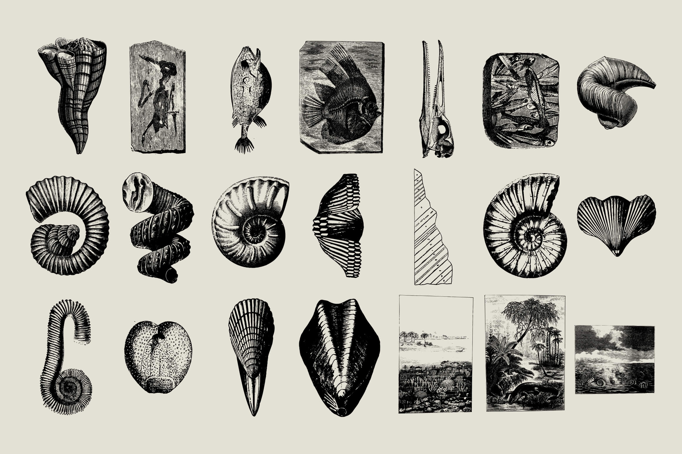Dinosaurs and Fossils - Nomad Visuals 2.jpg