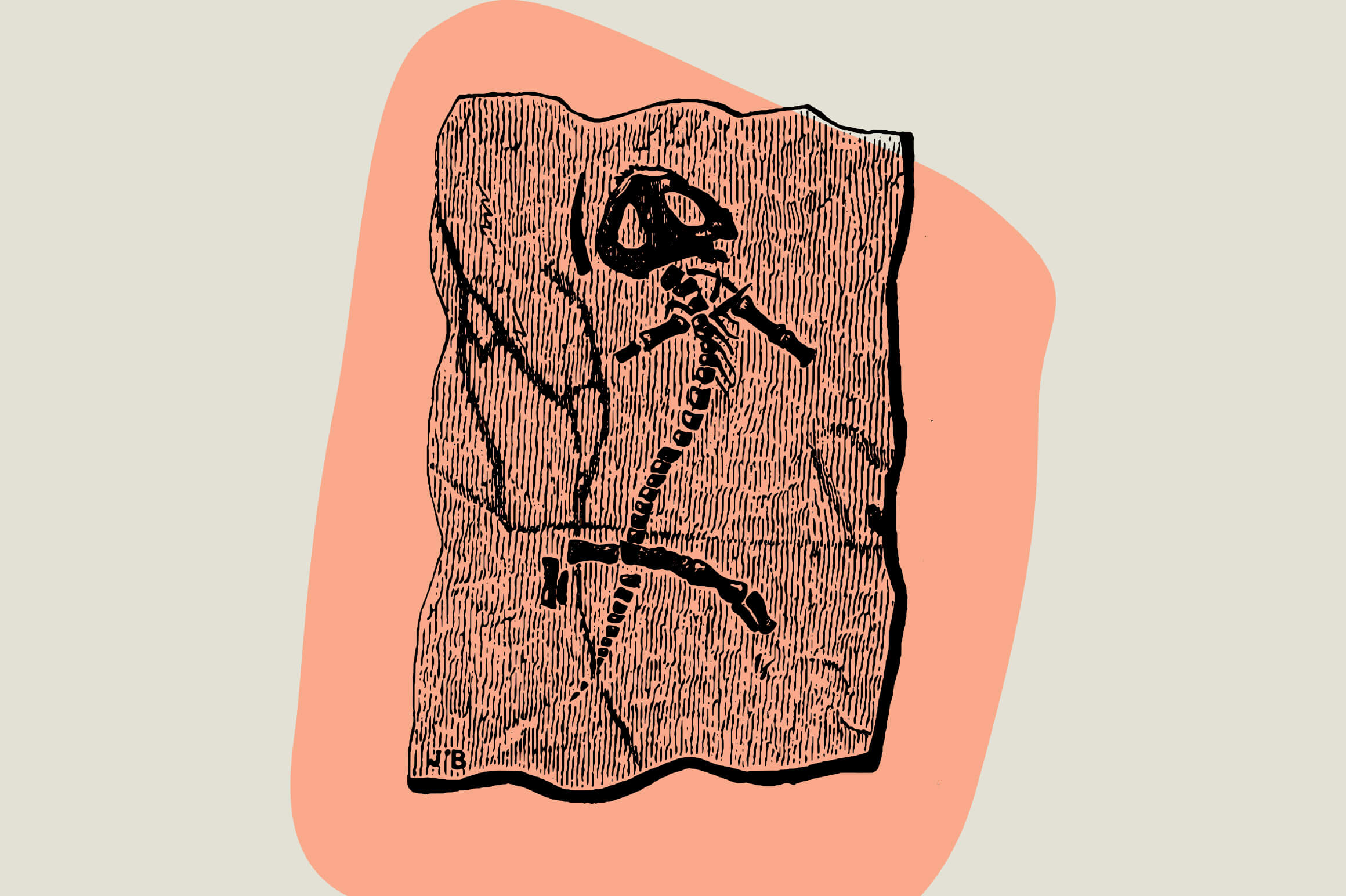 Dinosaurs and Fossils - Nomad Visuals 3.jpg