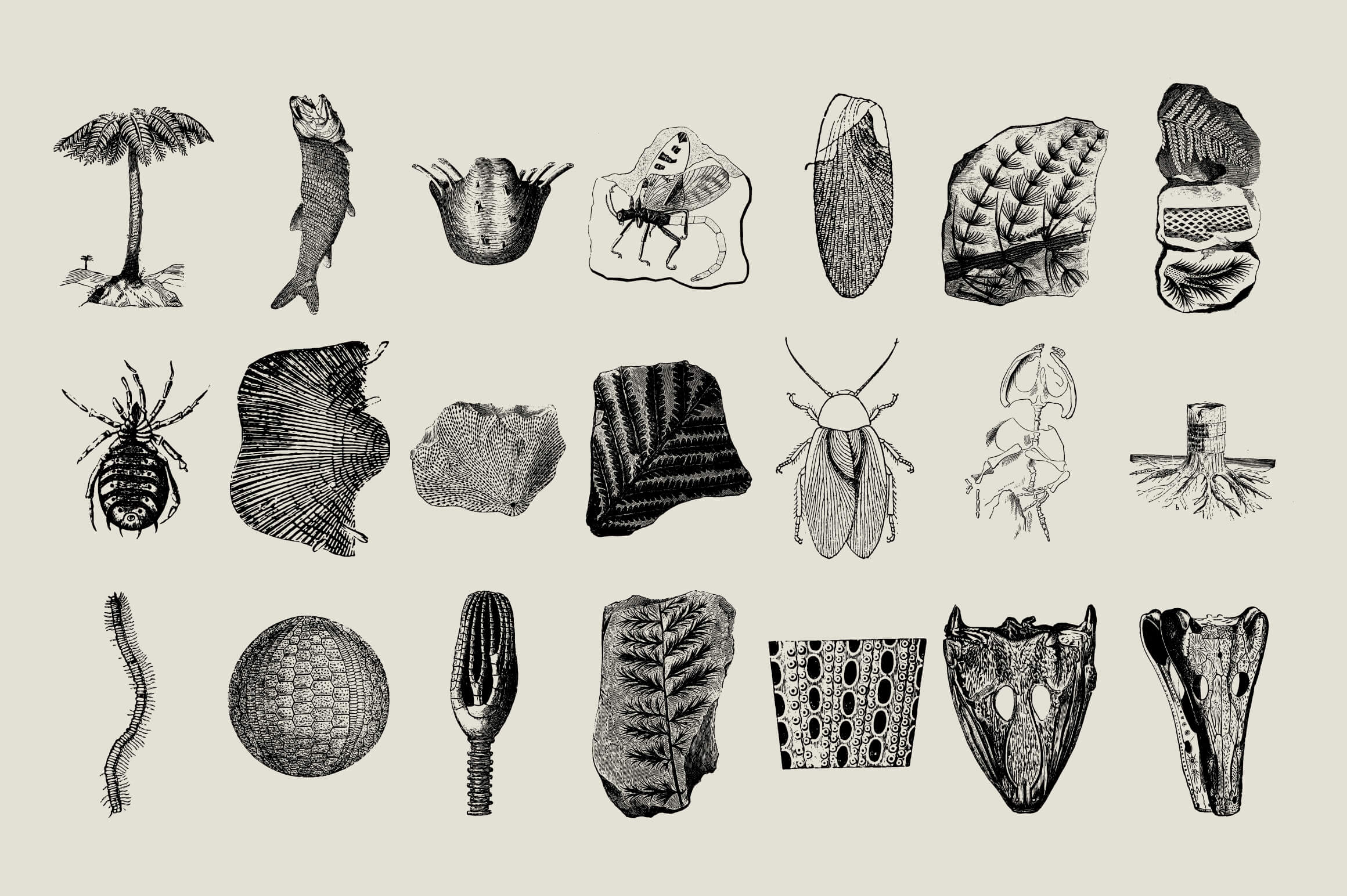 Dinosaurs and Fossils - Nomad Visuals 6.jpg