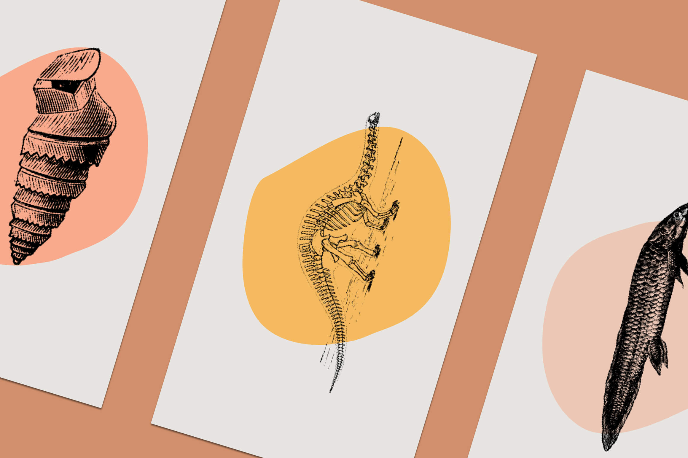 Dinosaurs and Fossils - Nomad Visuals 9.jpg