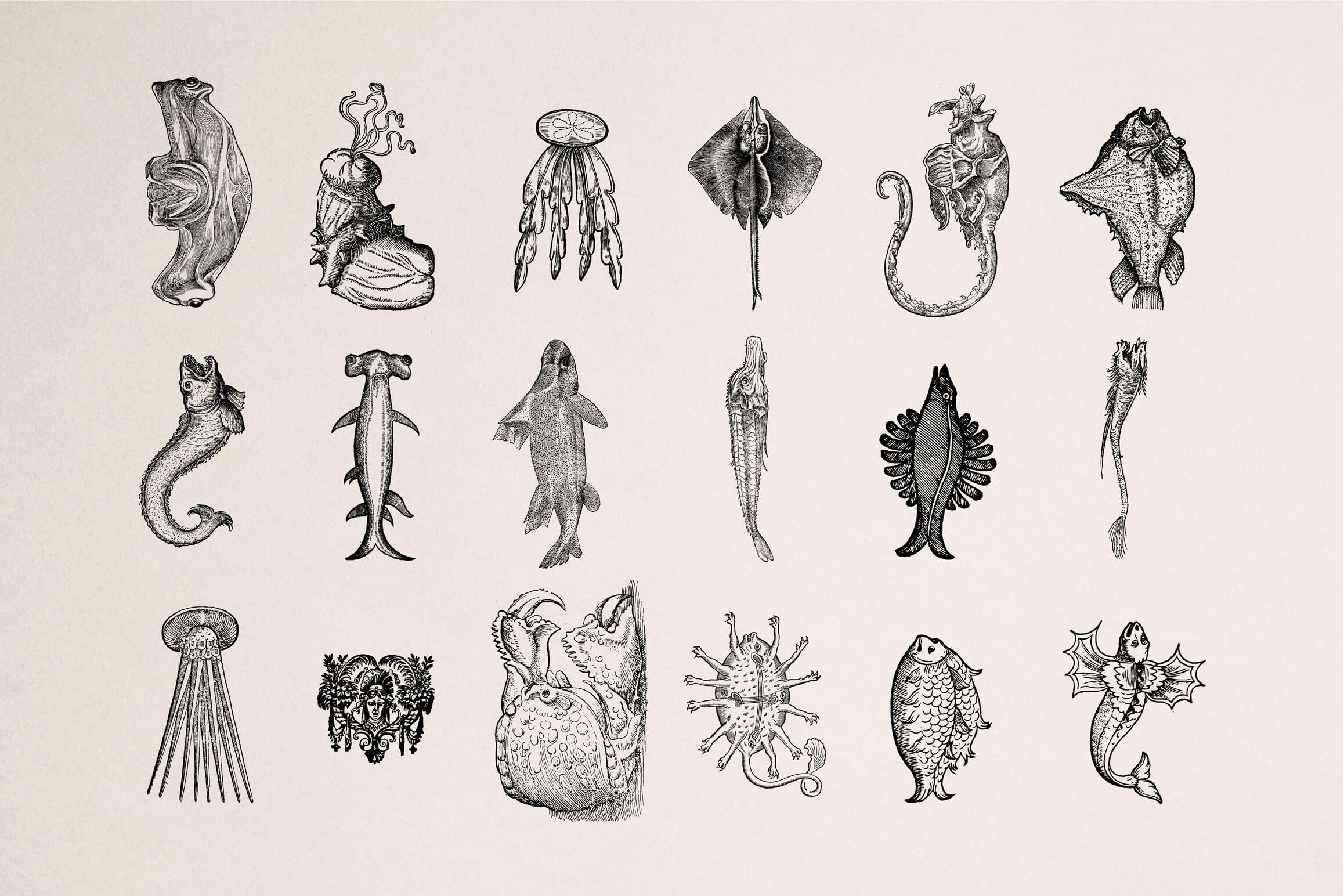 Fantastic Beasts - Nomad Visuals 2.jpg