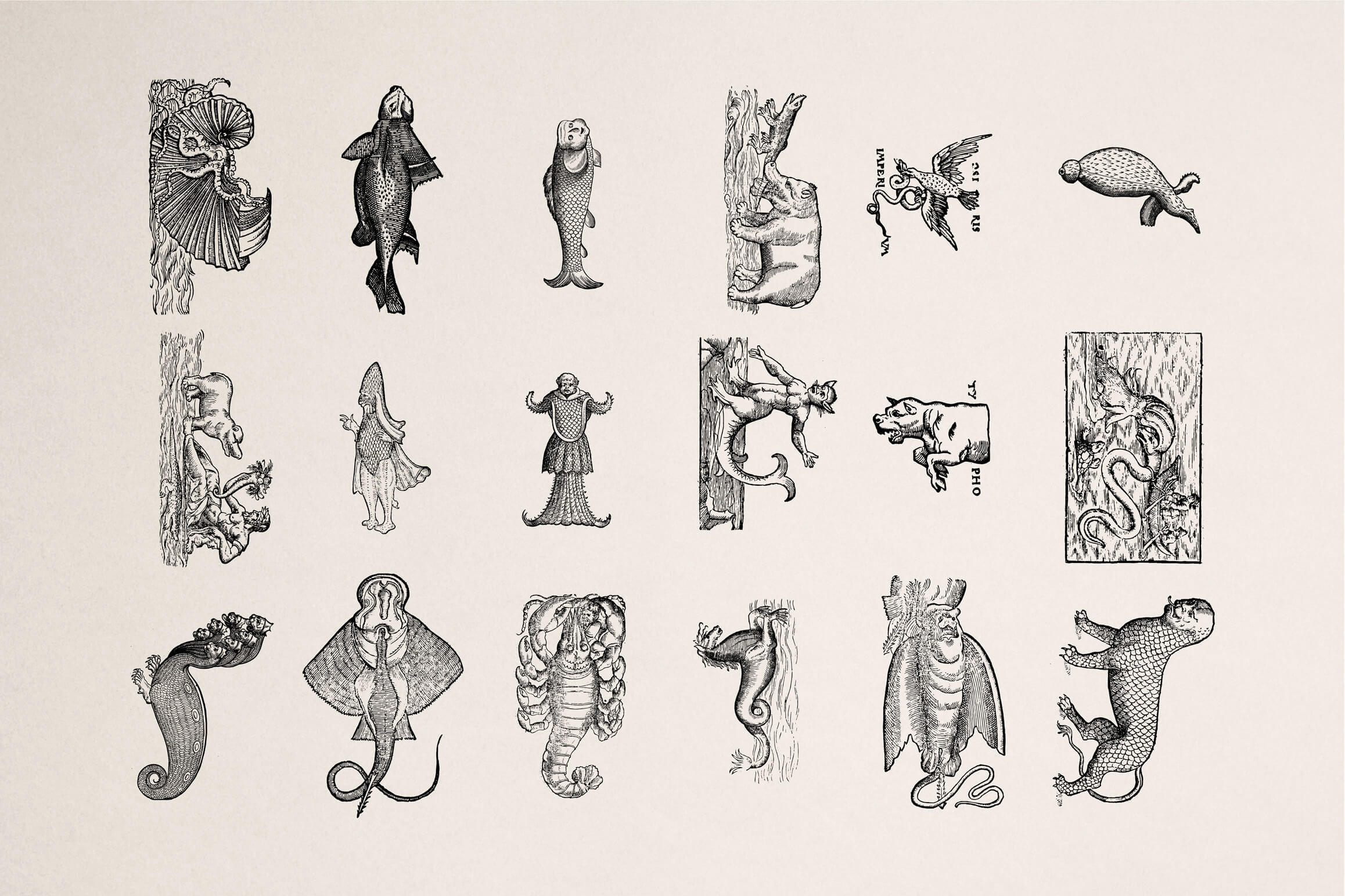 Fantastic Beasts - Nomad Visuals 2.jpg