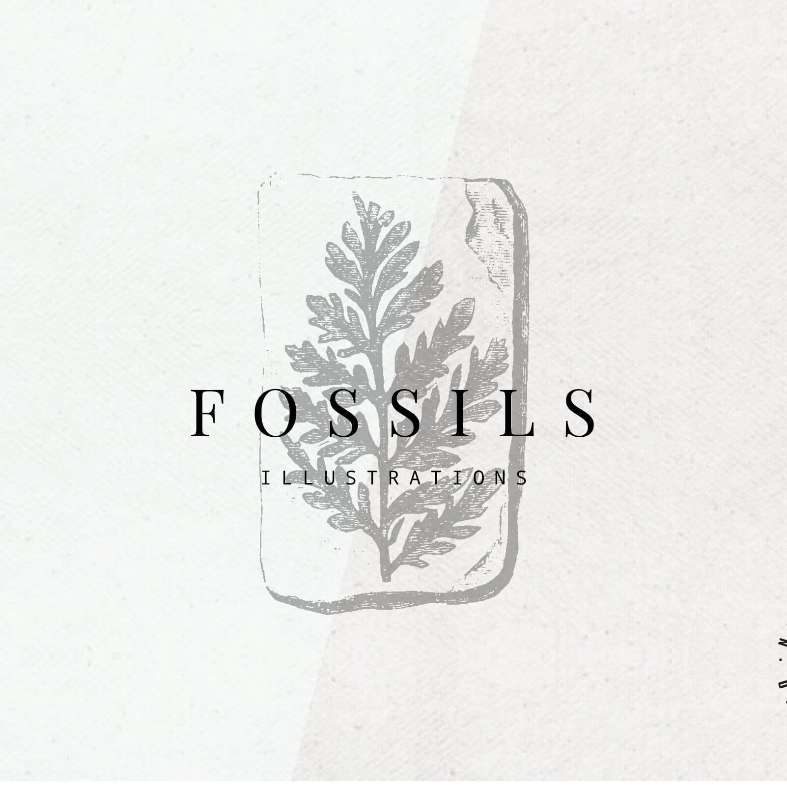 Fossils Illustrations - Nomad Visuals 1.jpg