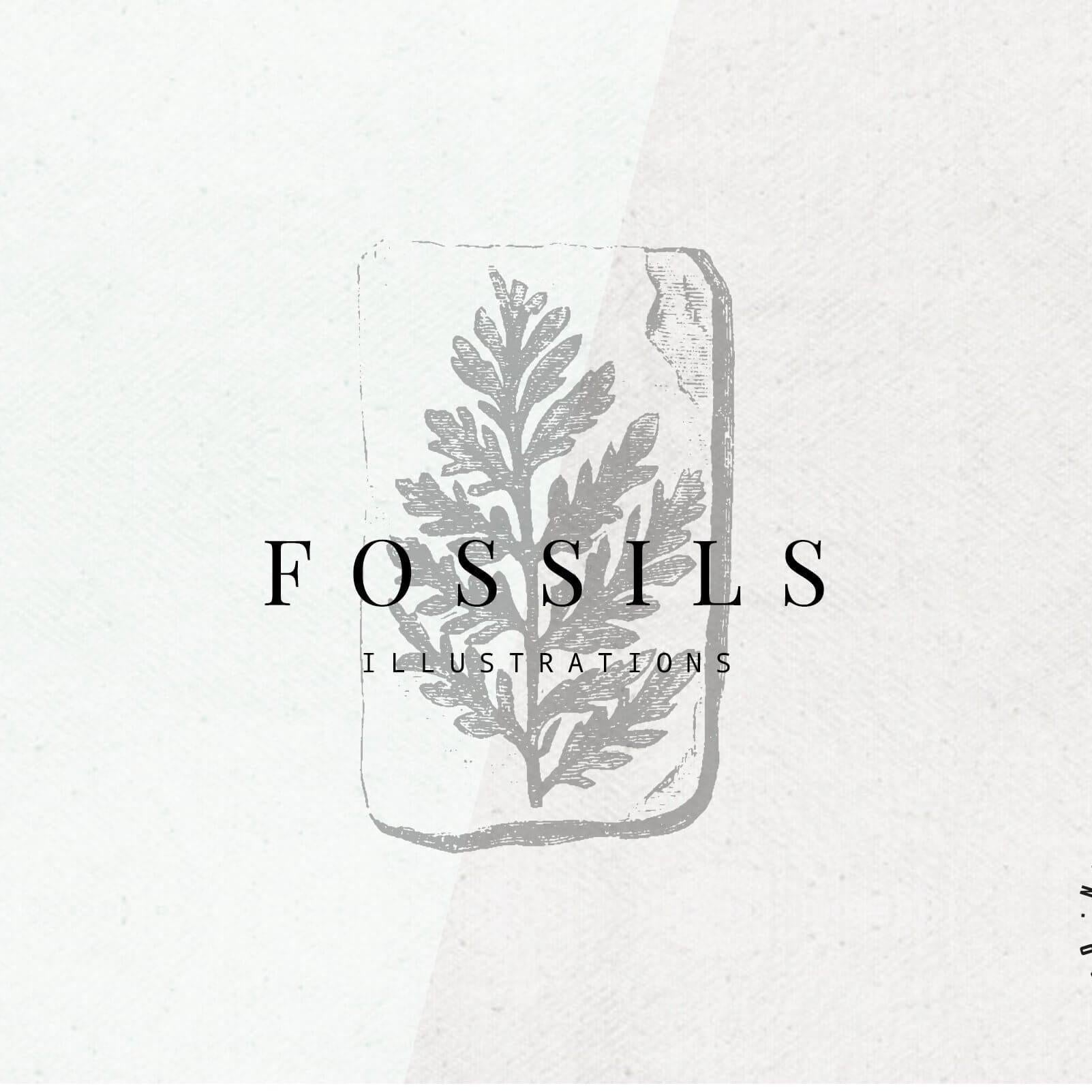Fossils Illustrations - Nomad Visuals 1.jpg