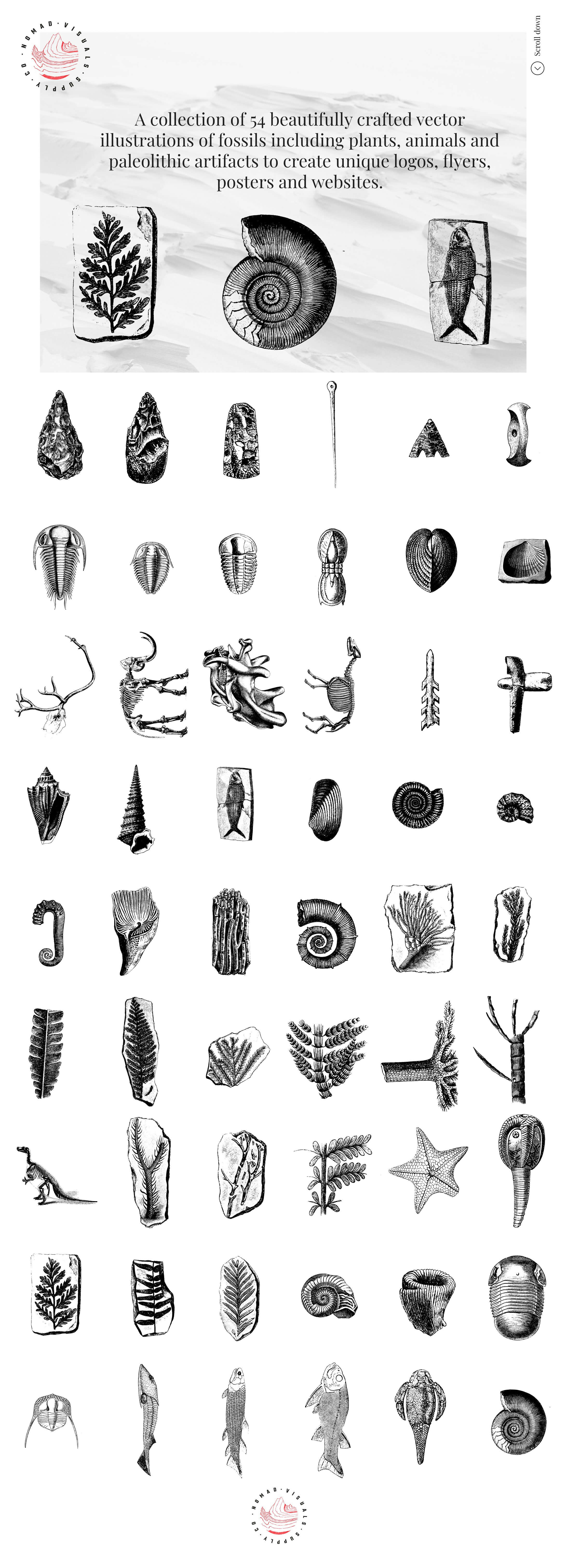 Fossils Illustrations - Nomad Visuals 2.jpg