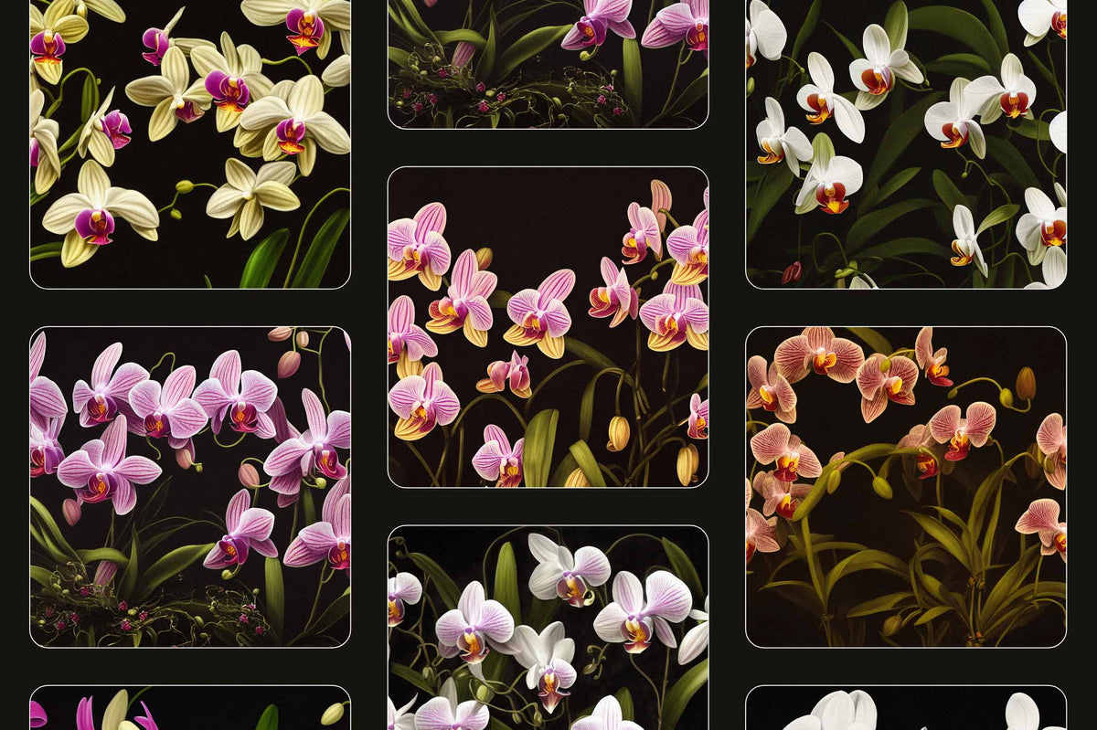 Orchids - Nomad Visuals 4.jpg