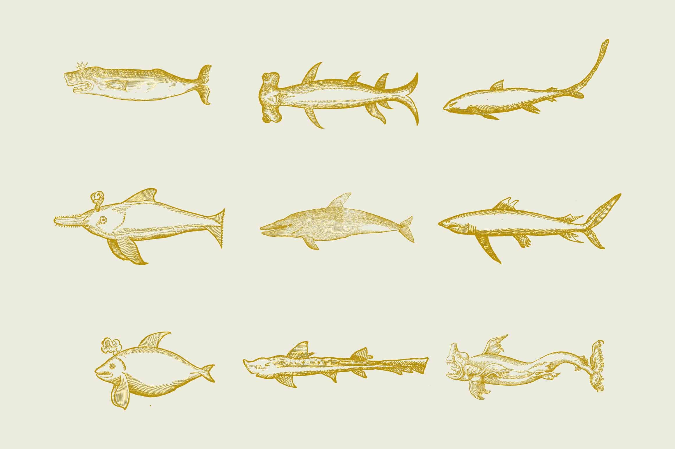 Whales & Sharks - Nomad Visuals 1.jpg