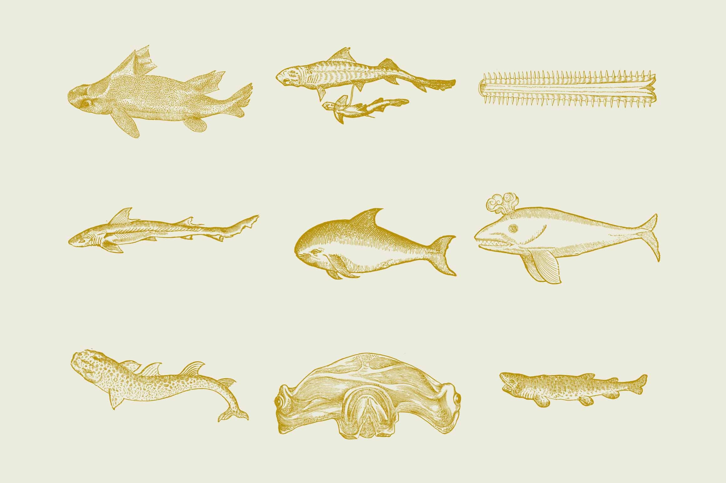 Whales & Sharks - Nomad Visuals 2.jpg