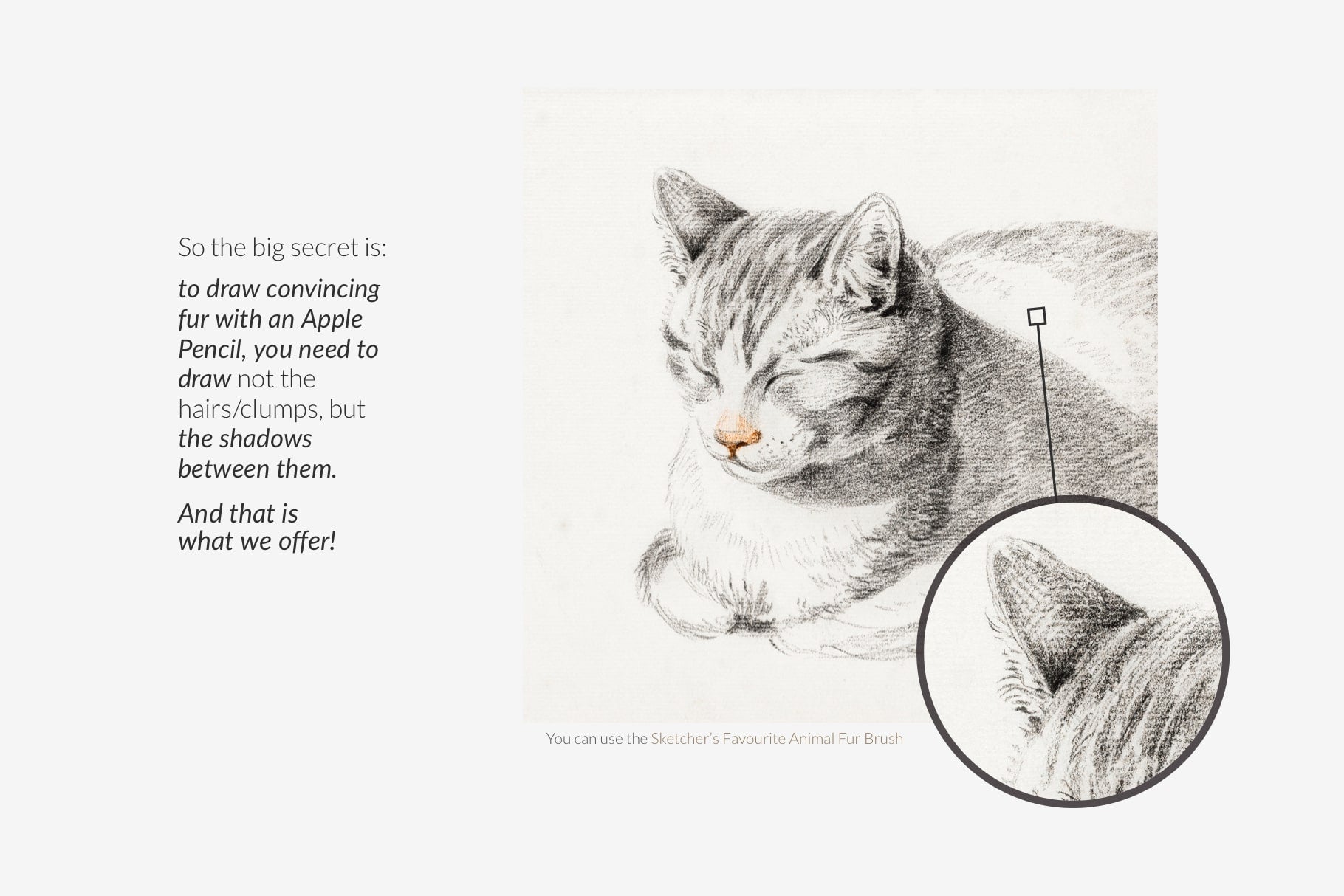 Animal Fur Procreate Kit