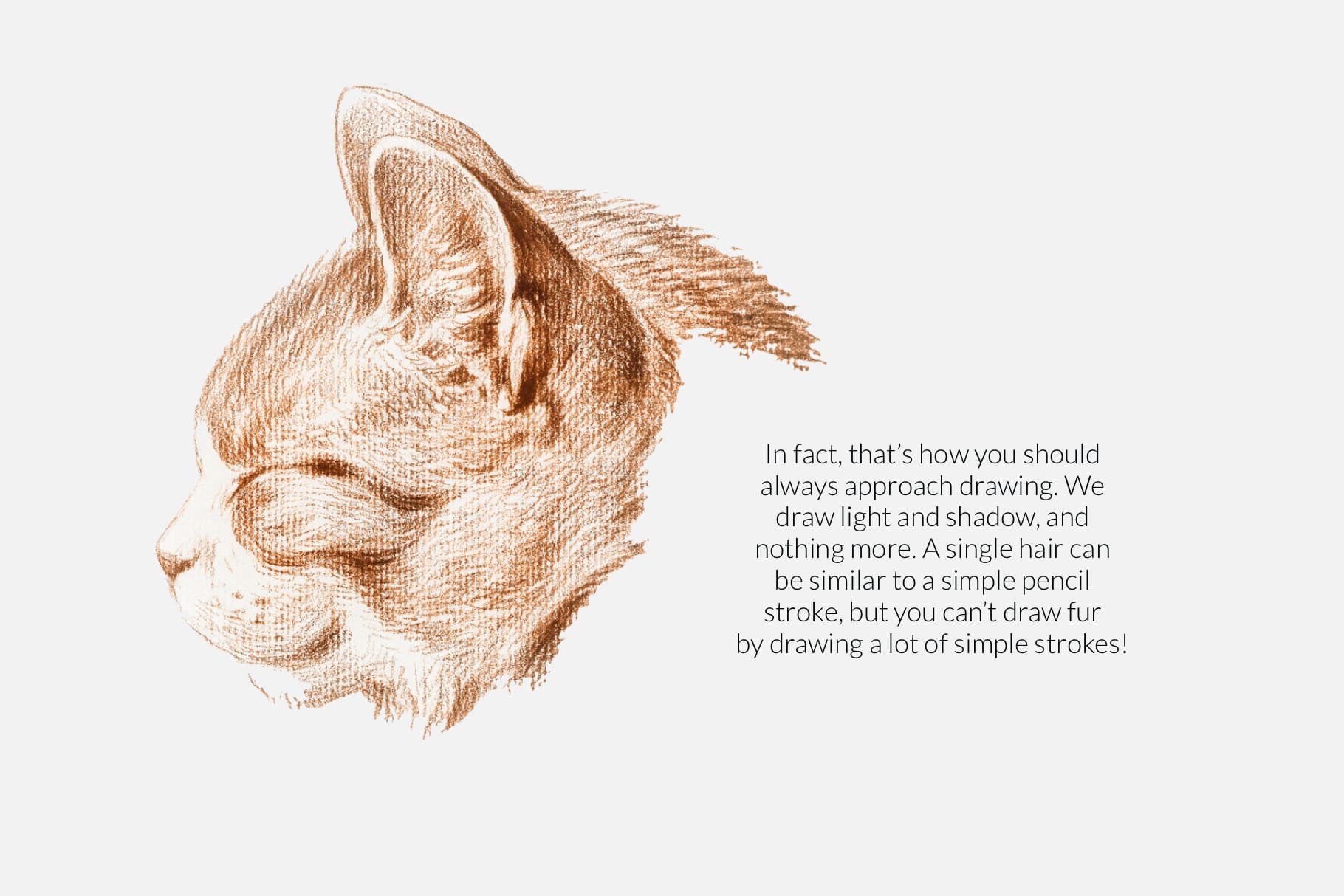 Animal Fur Procreate Kit