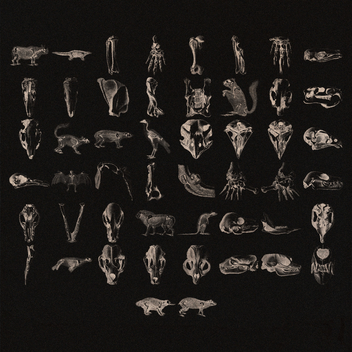 Animal Skeletons Asset Pack (Vol.1) by Jason Santos, preview 2