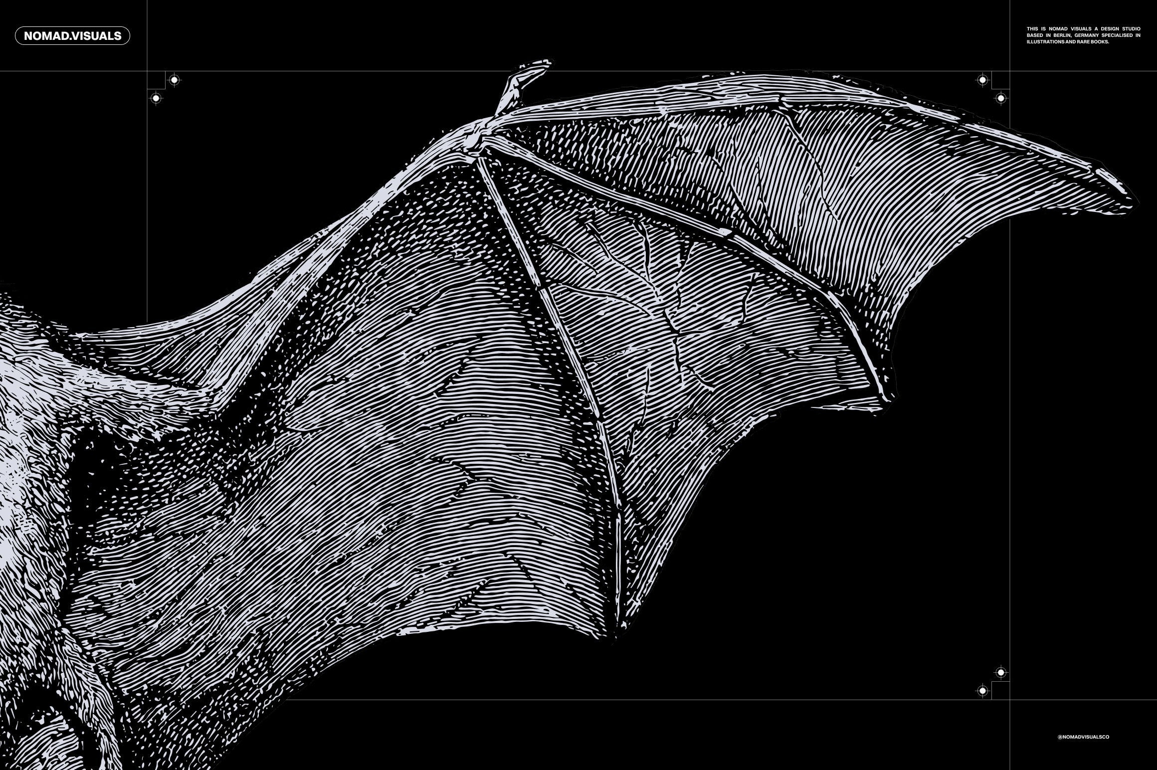 Bats of the World