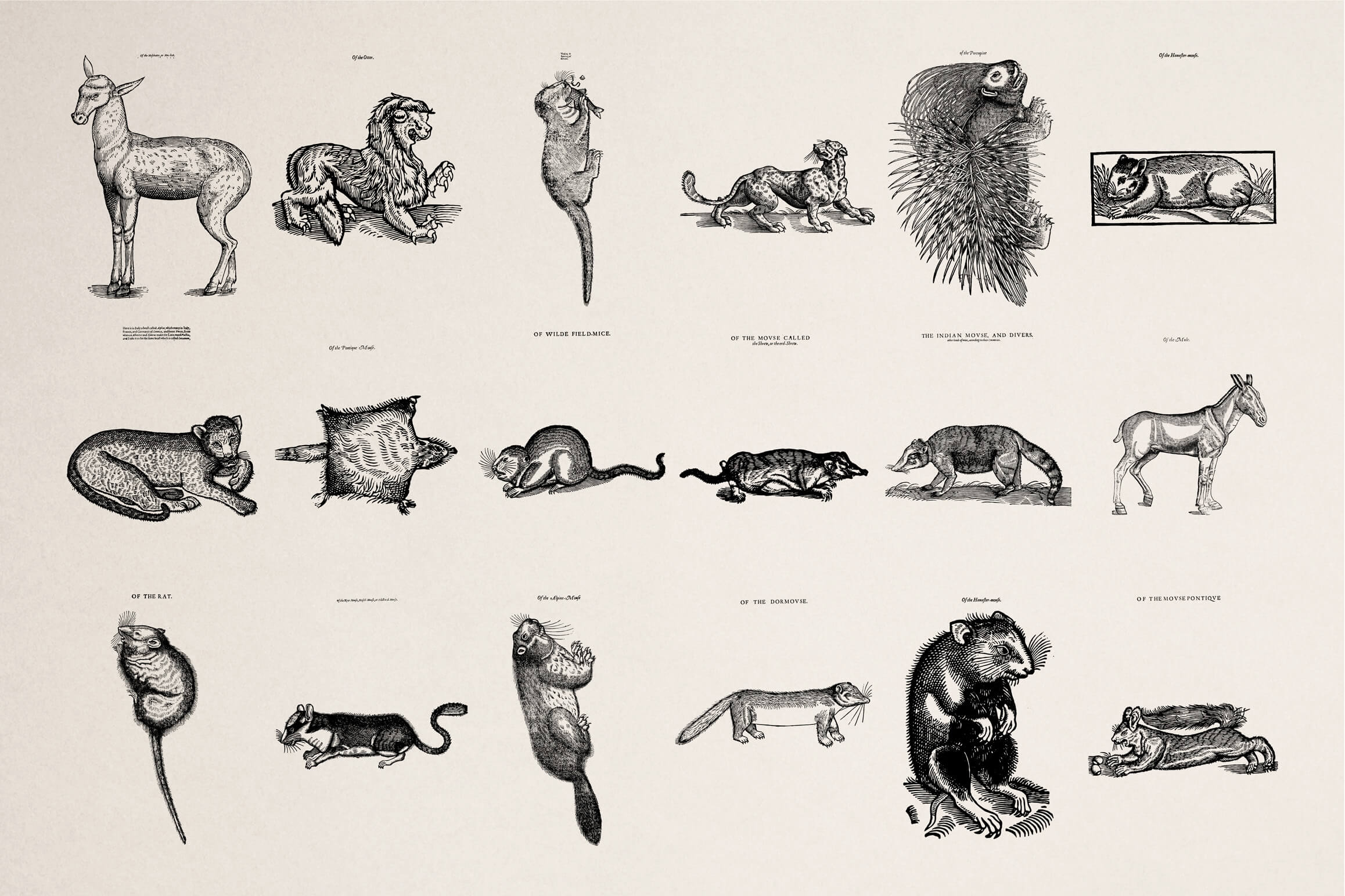 Four Footed Beasts