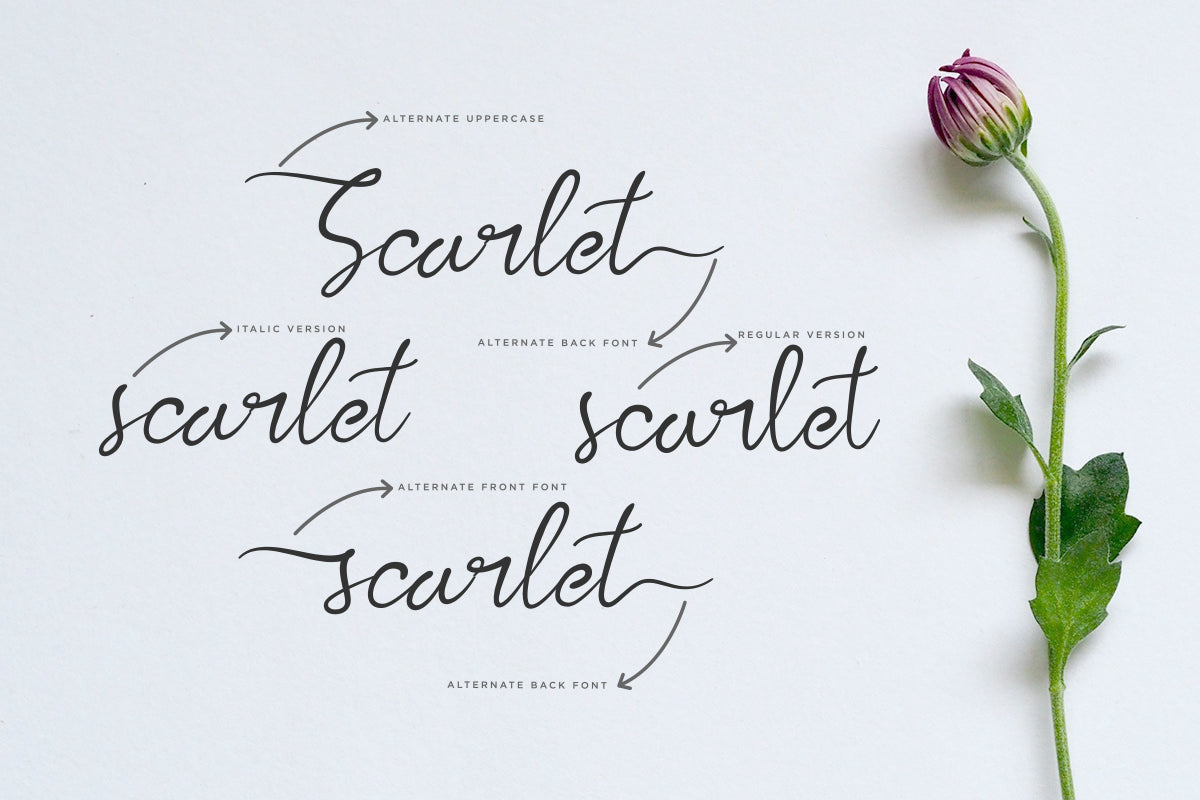 kalila-lovely-script-font-say-studio-6.png