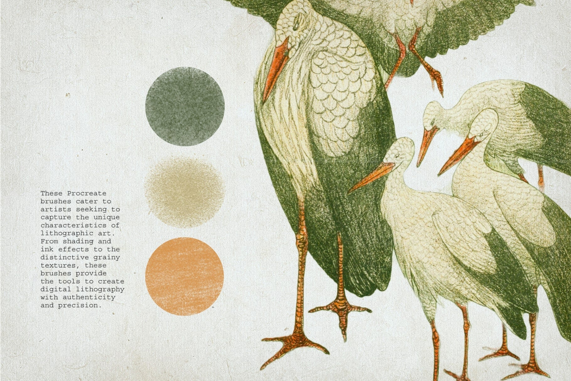 Lithography Procreate Kit | Birds