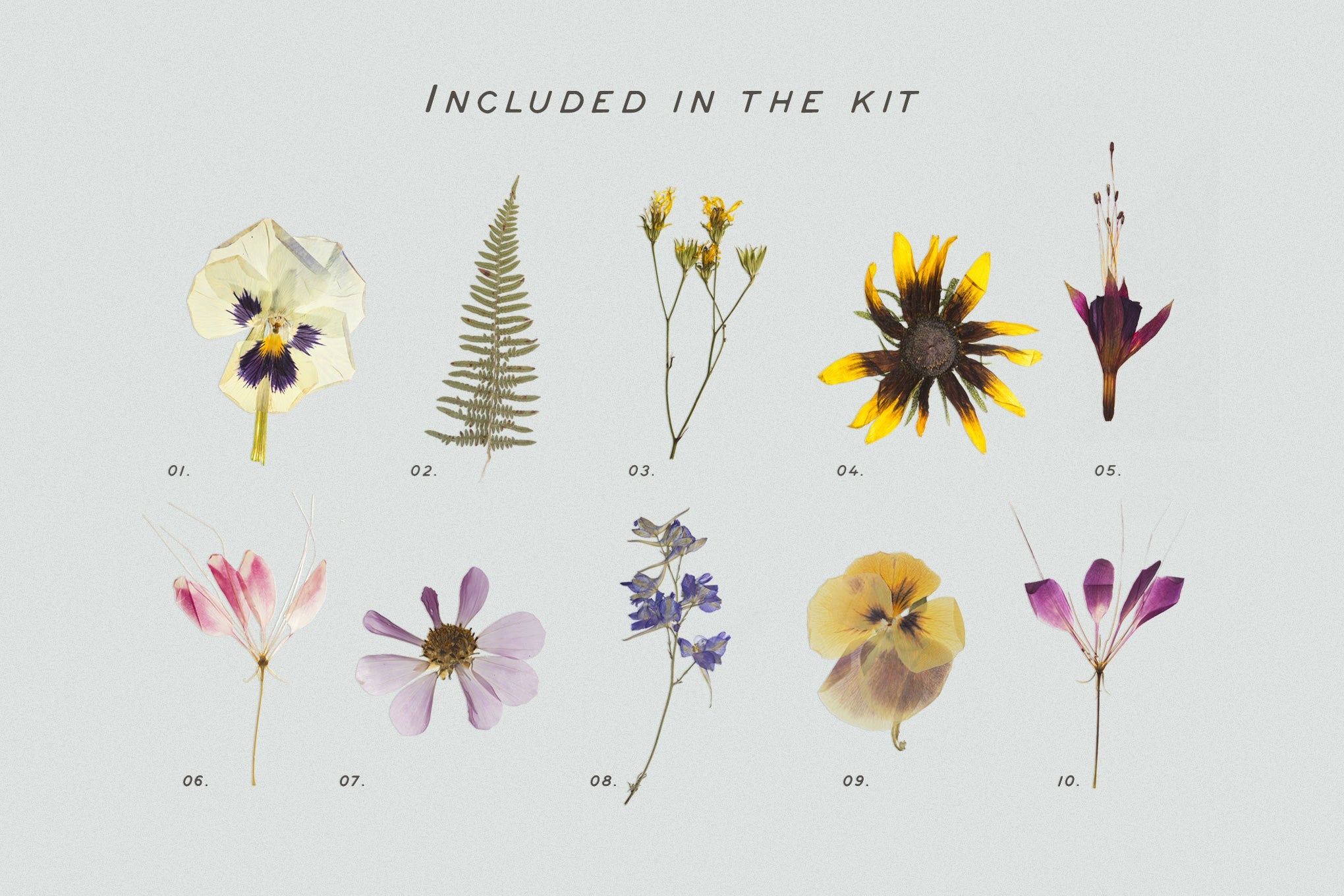 Pressed Dry Flowers & Herbs Vol.2