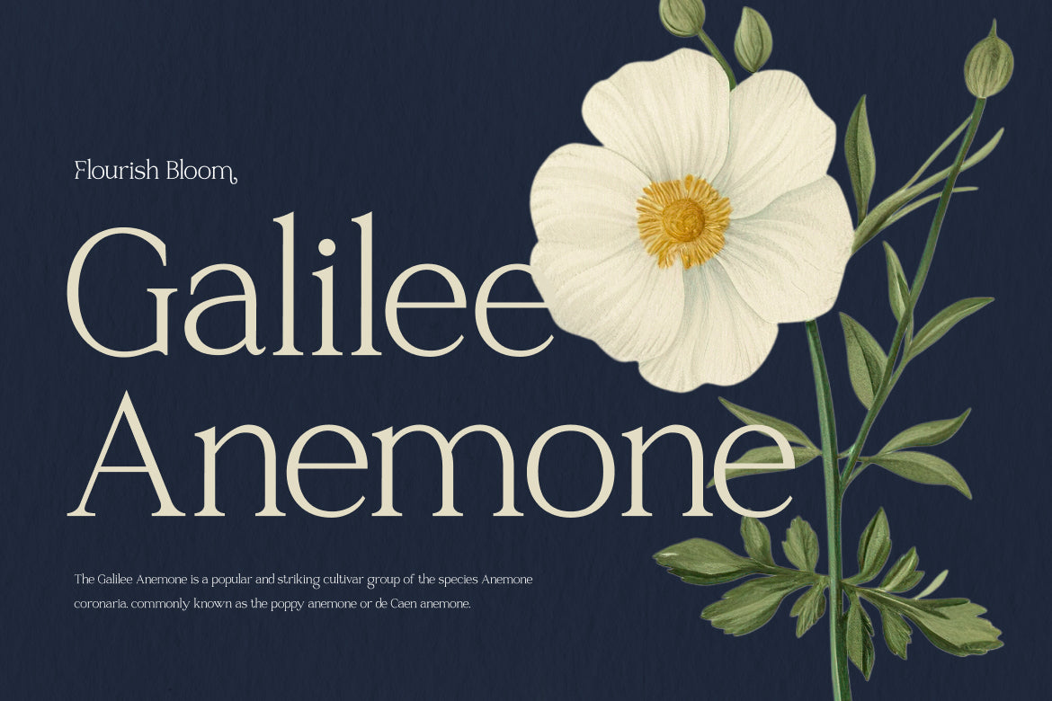 raveny-elegant-display-font-vadova-studio-3.jpg