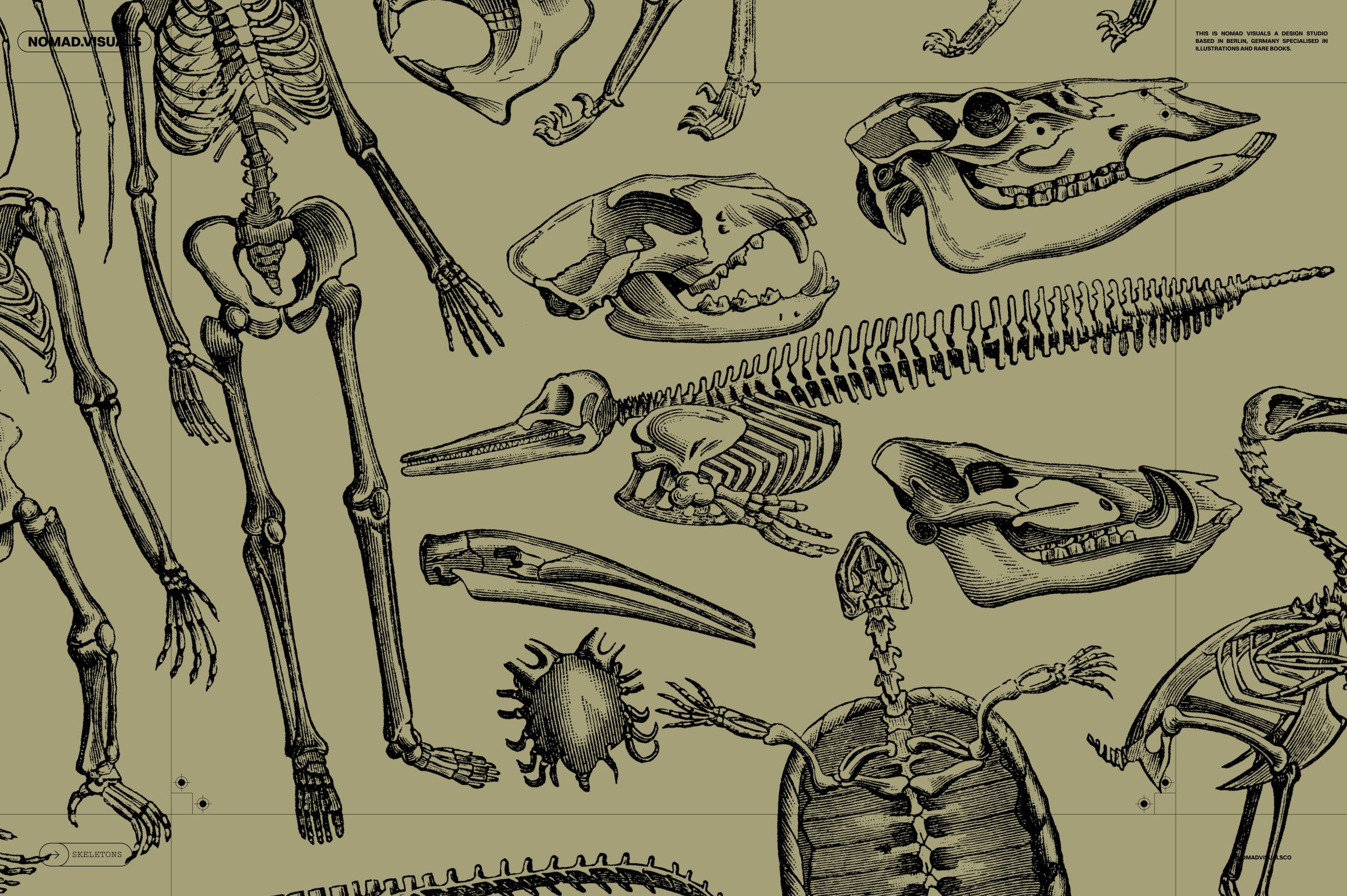 Skeletons & Bones