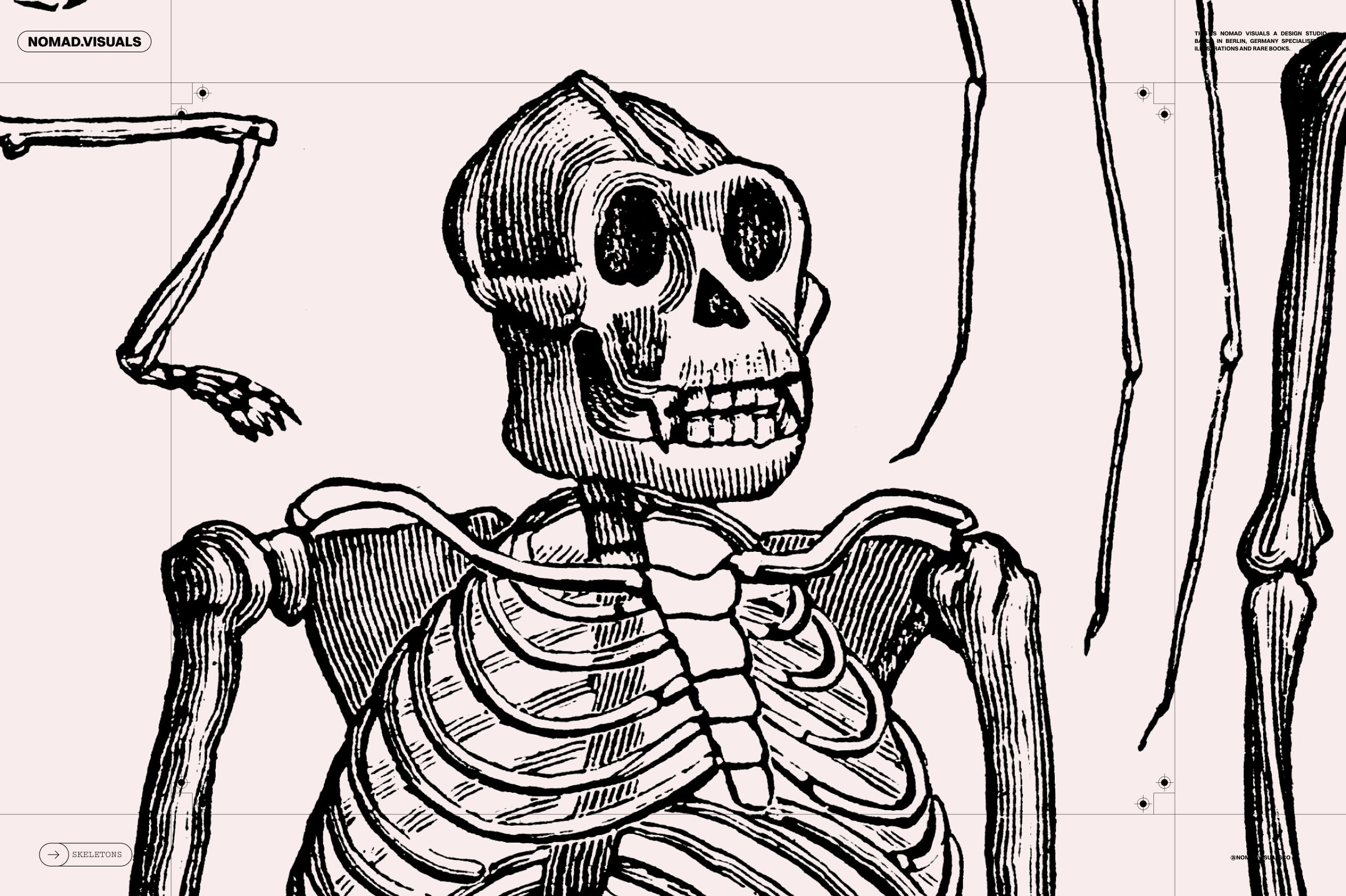 Skeletons & Bones
