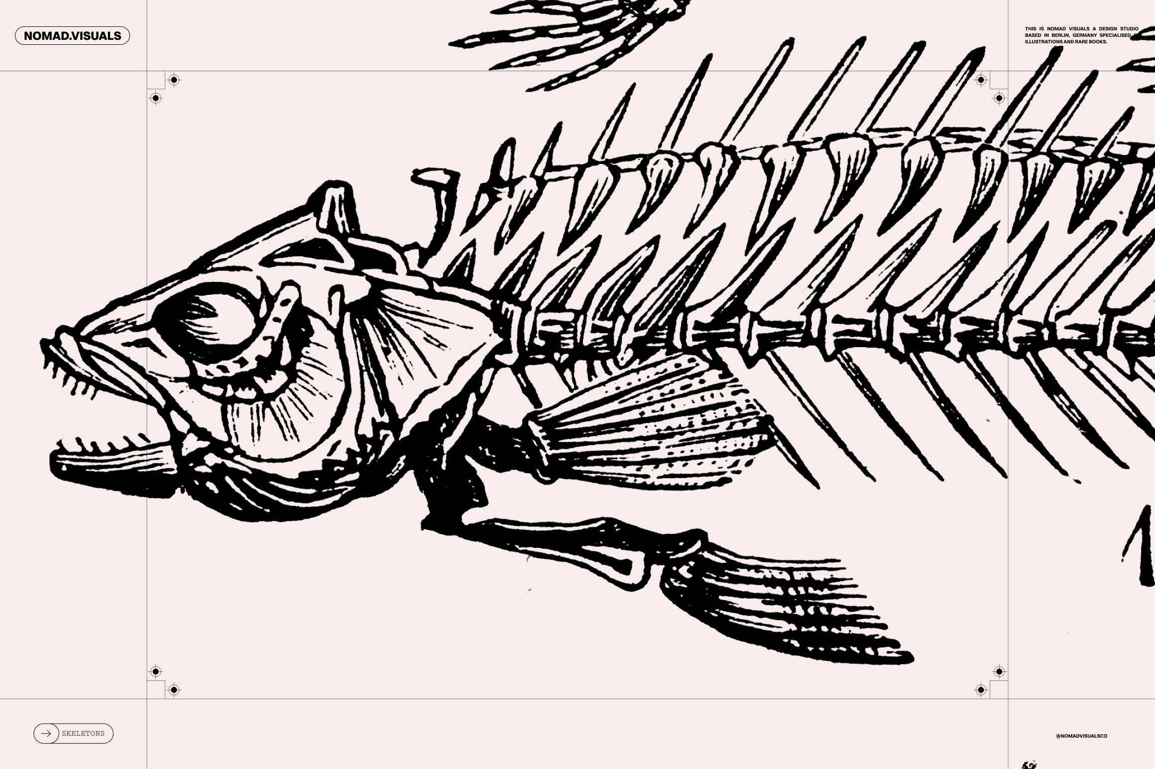 Skeletons & Bones