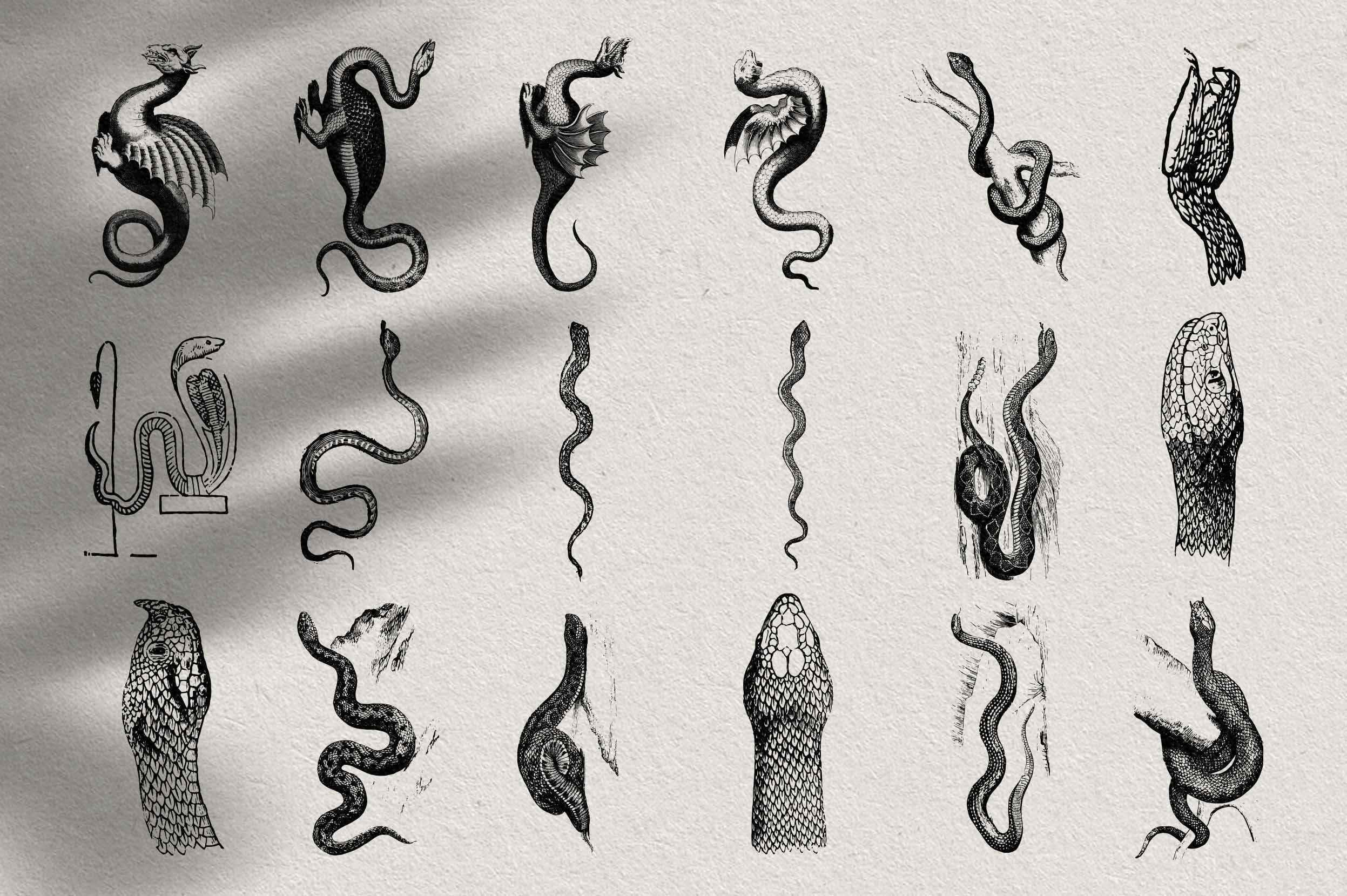 Snakes & Dragons