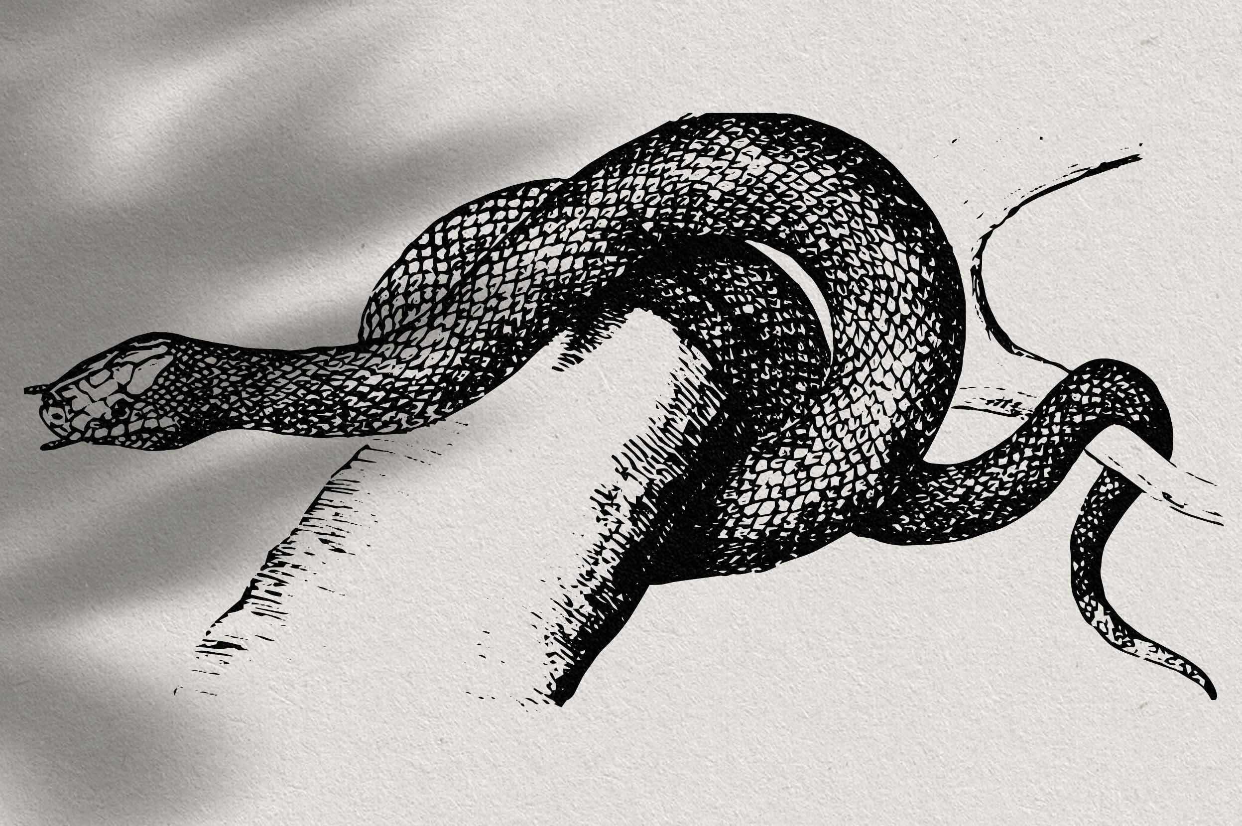 Snakes & Dragons